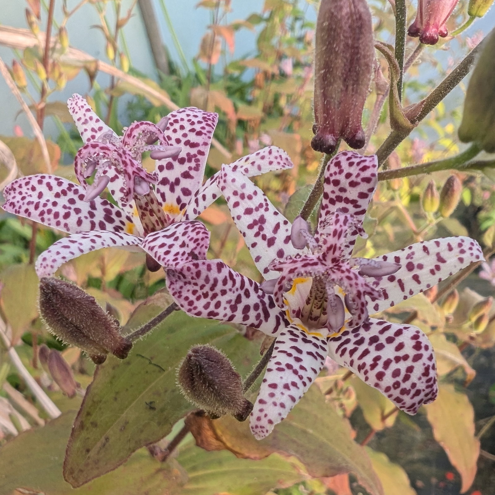 Tricyrtis Hirta