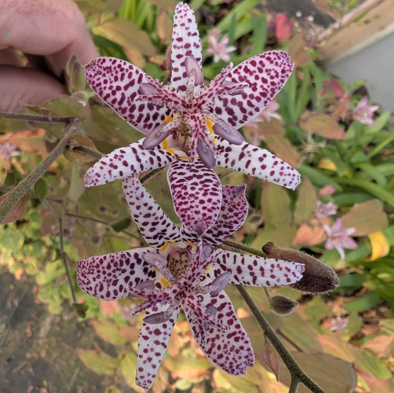 Tricyrtis Hirta