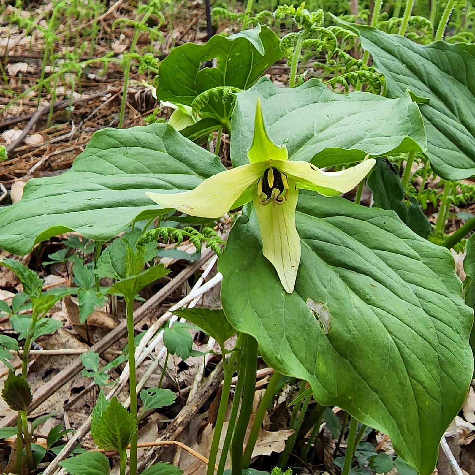 Trillium Erectum Cream Form