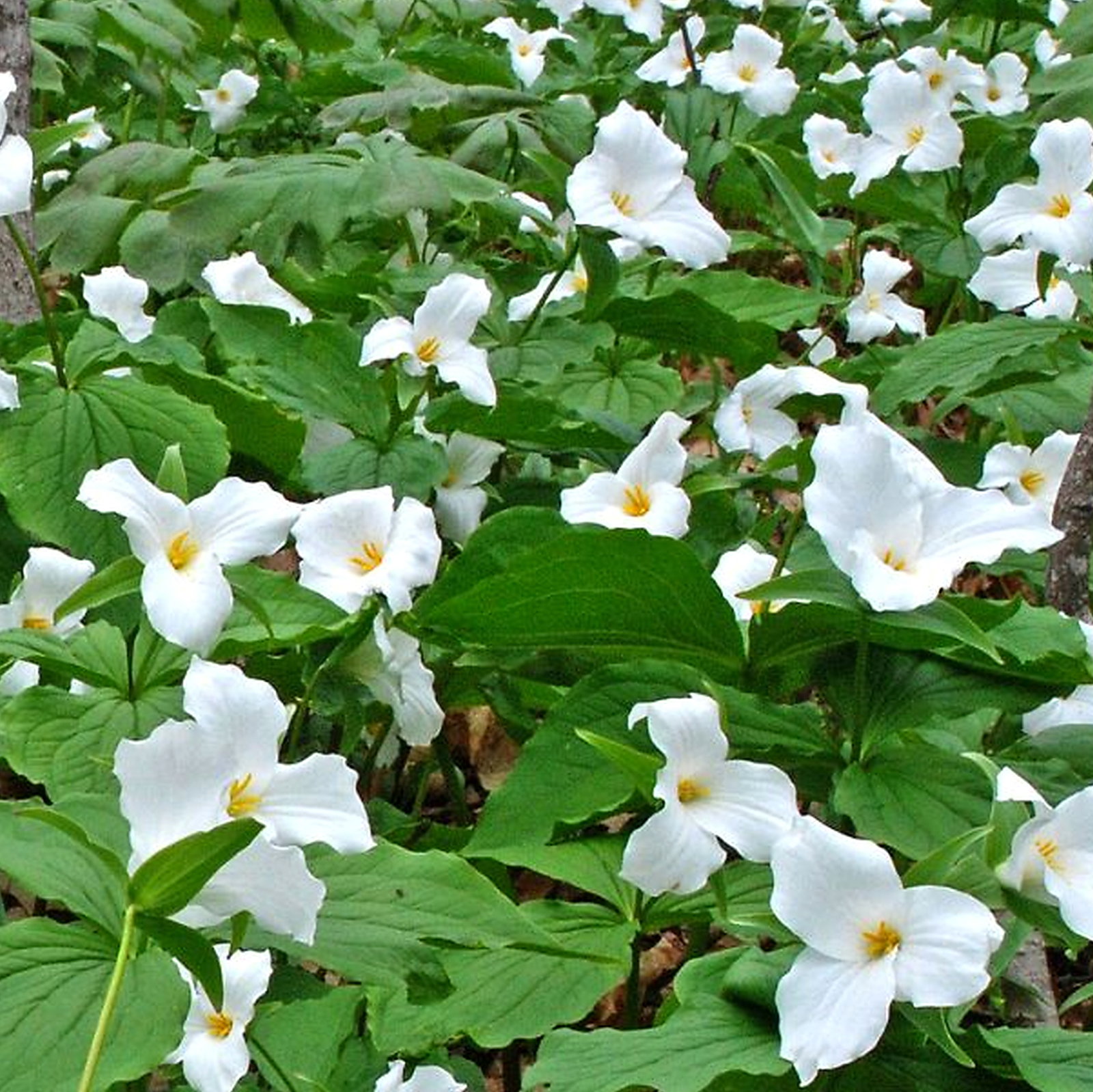 Trillium Erectum Mixed Colours And Hybrids