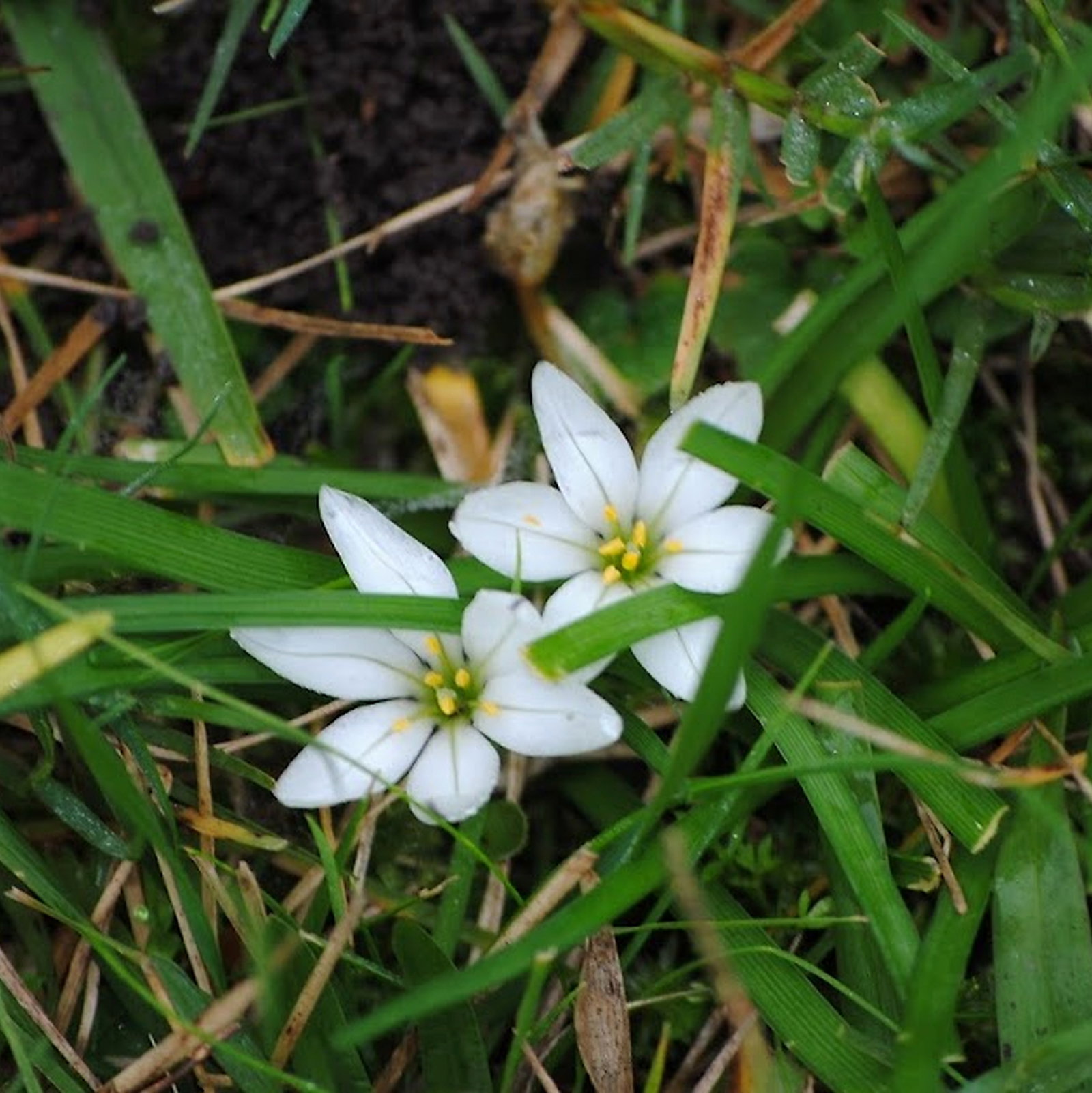Tristagma Leichtleinii