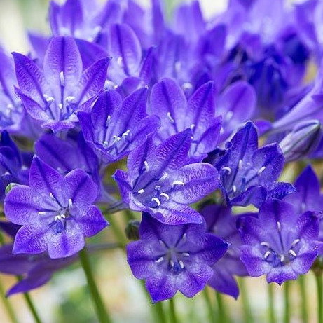 Triteleia Laxa 'Dexter'