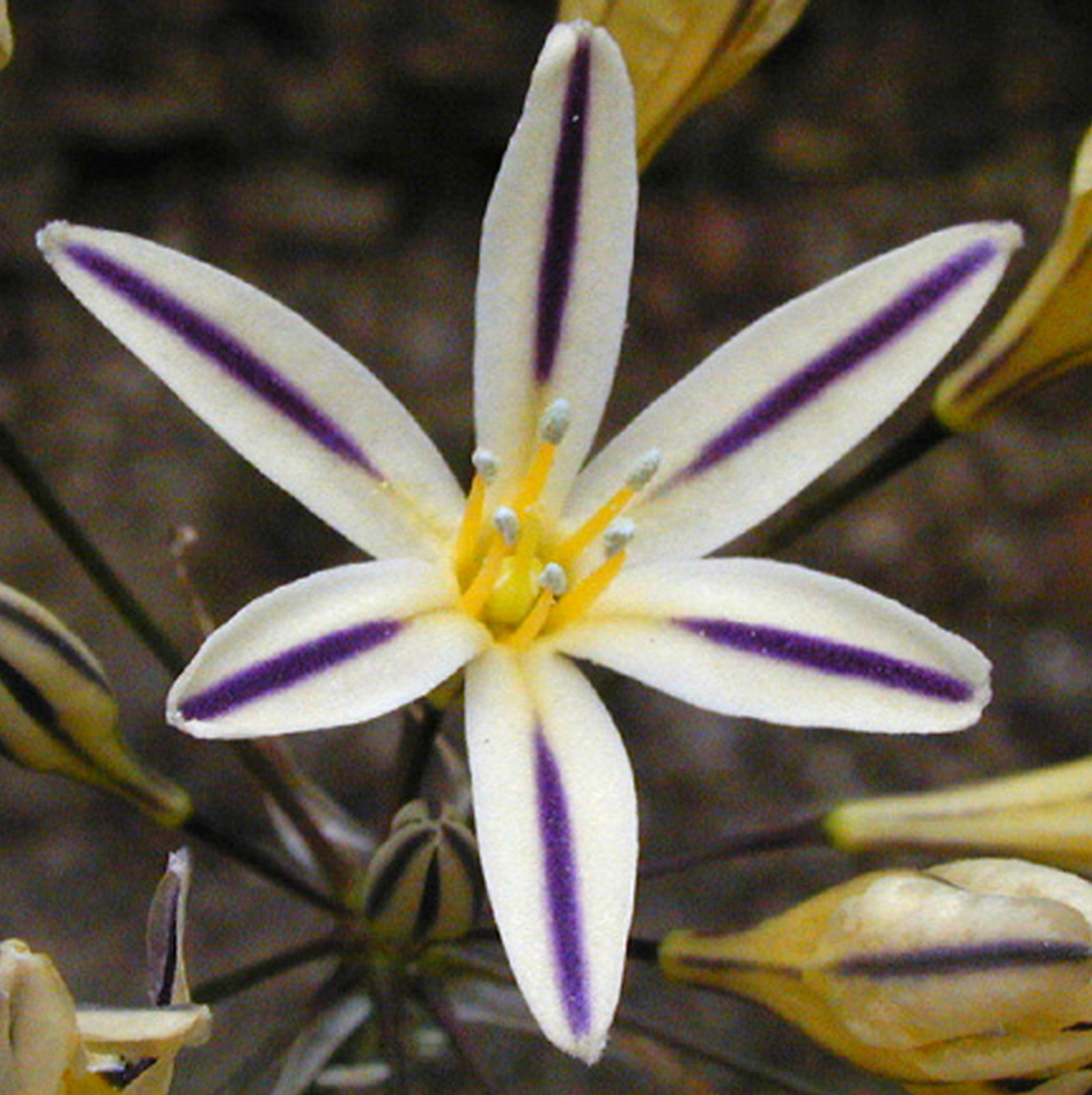 Triteleia Hendersonii