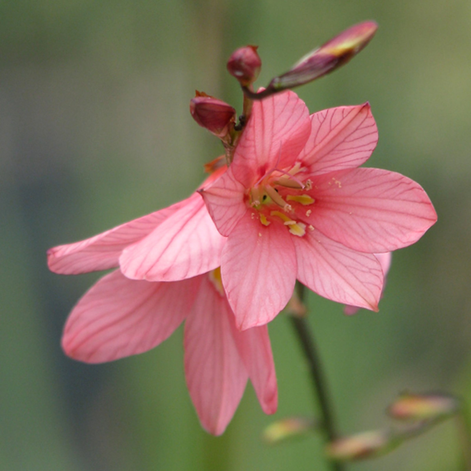 Tritonia Disticha