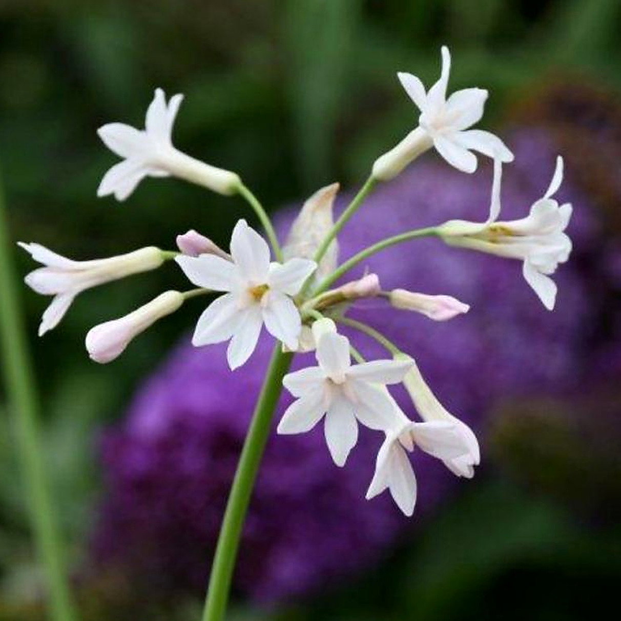 Tulbaghia Violacea Alba