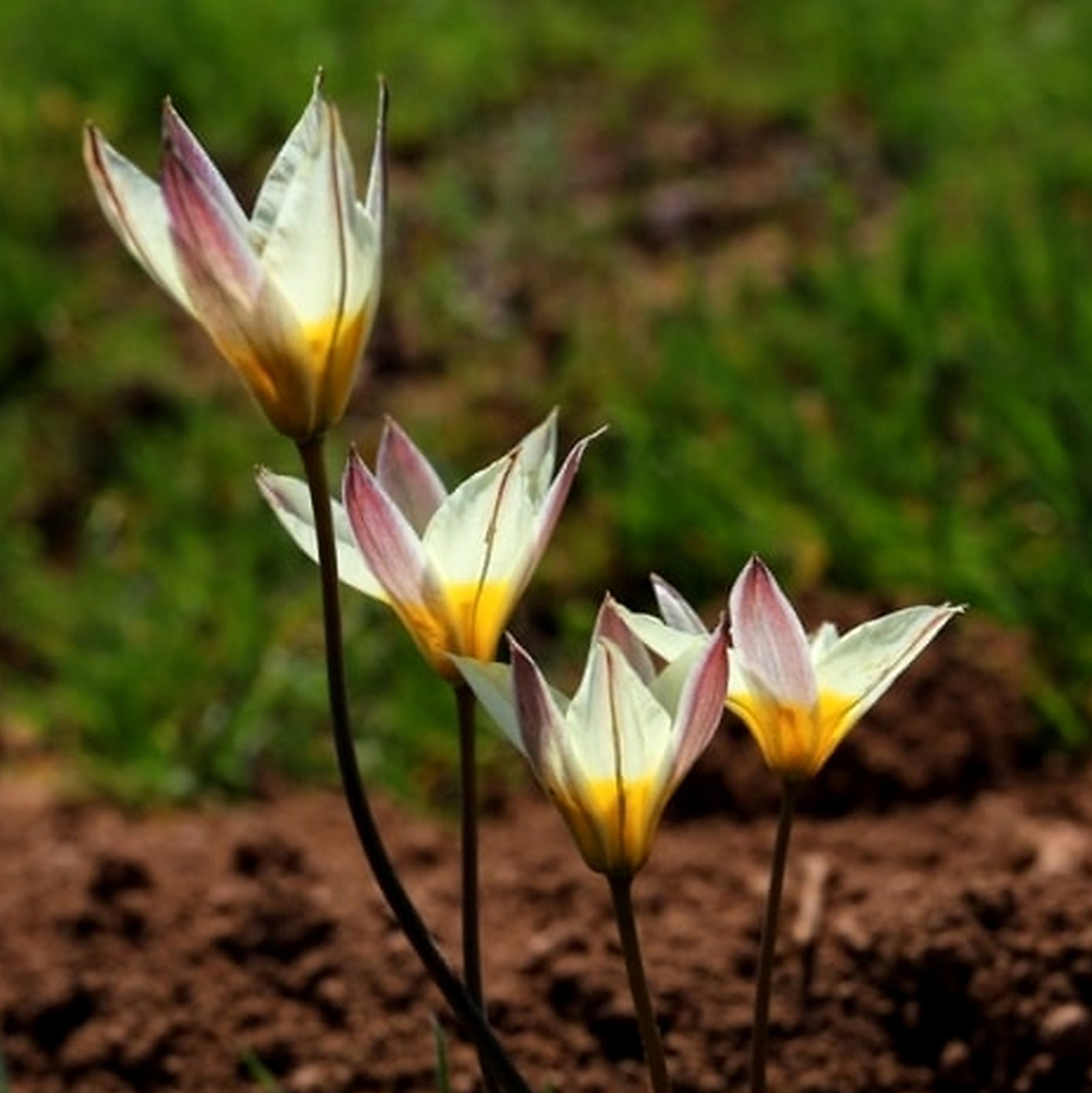 Tulipa Binutans