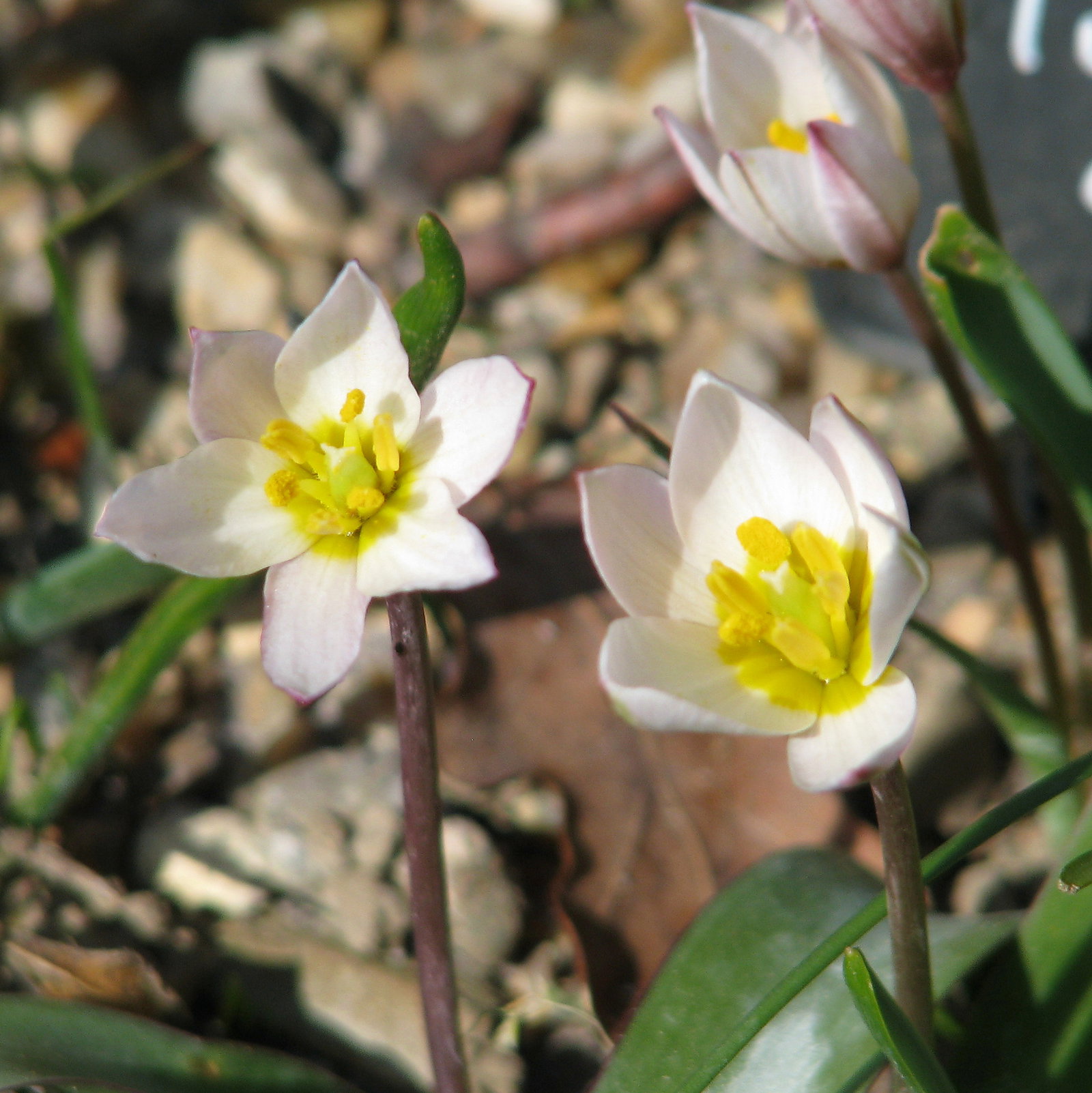 Tulipa Cretica