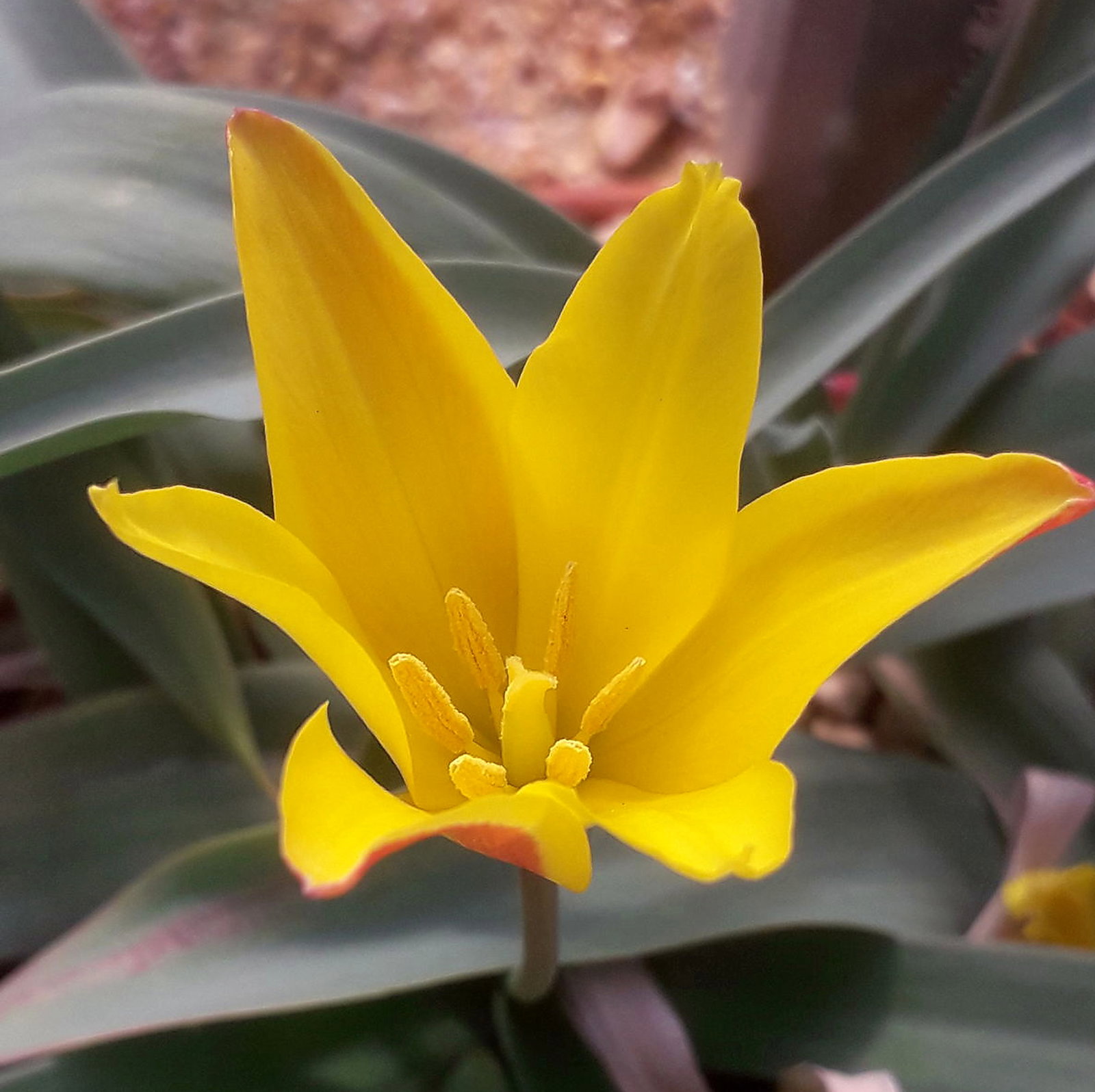Tulipa Ferganica