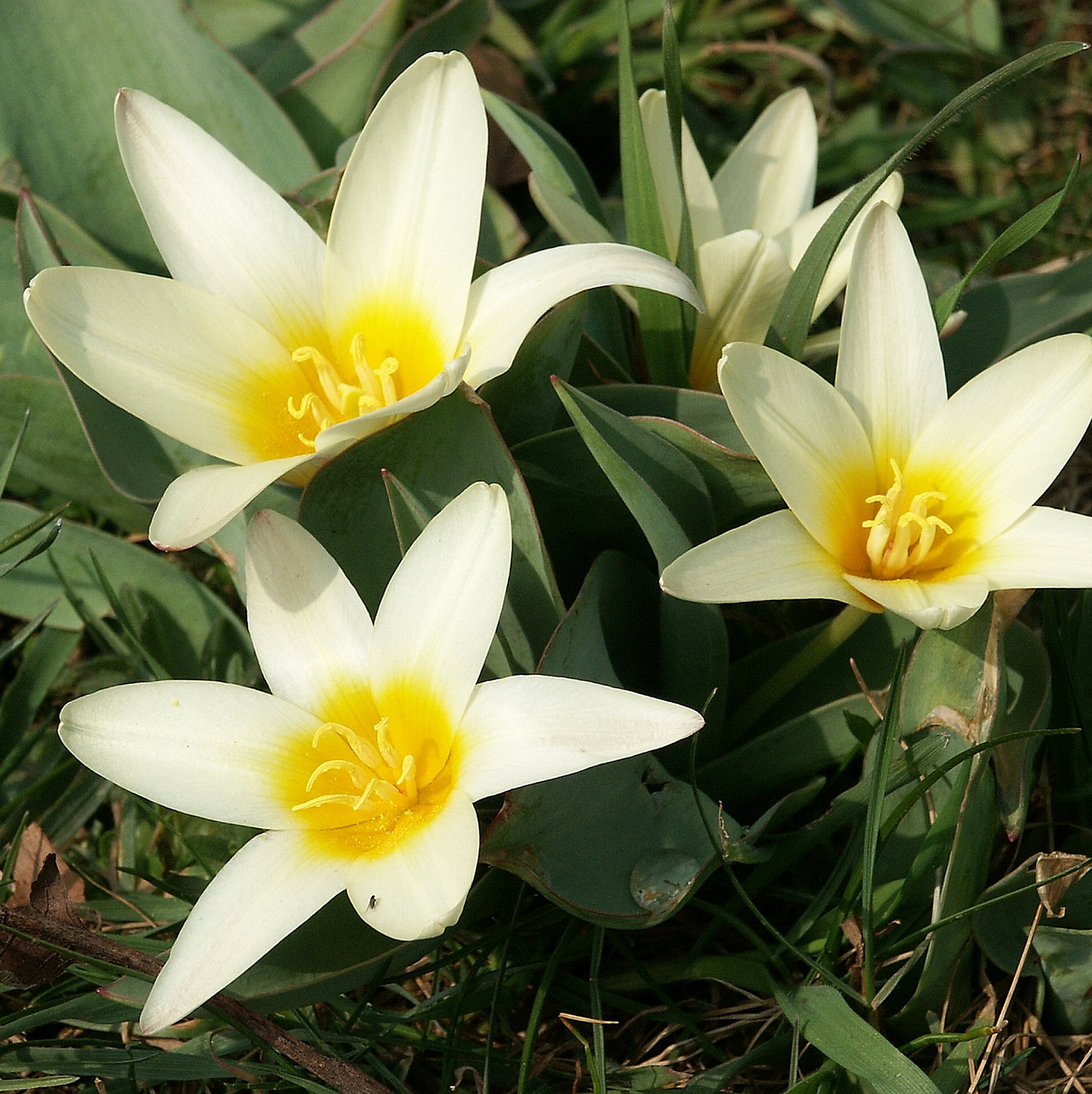 Tulipa Kaufmanniana