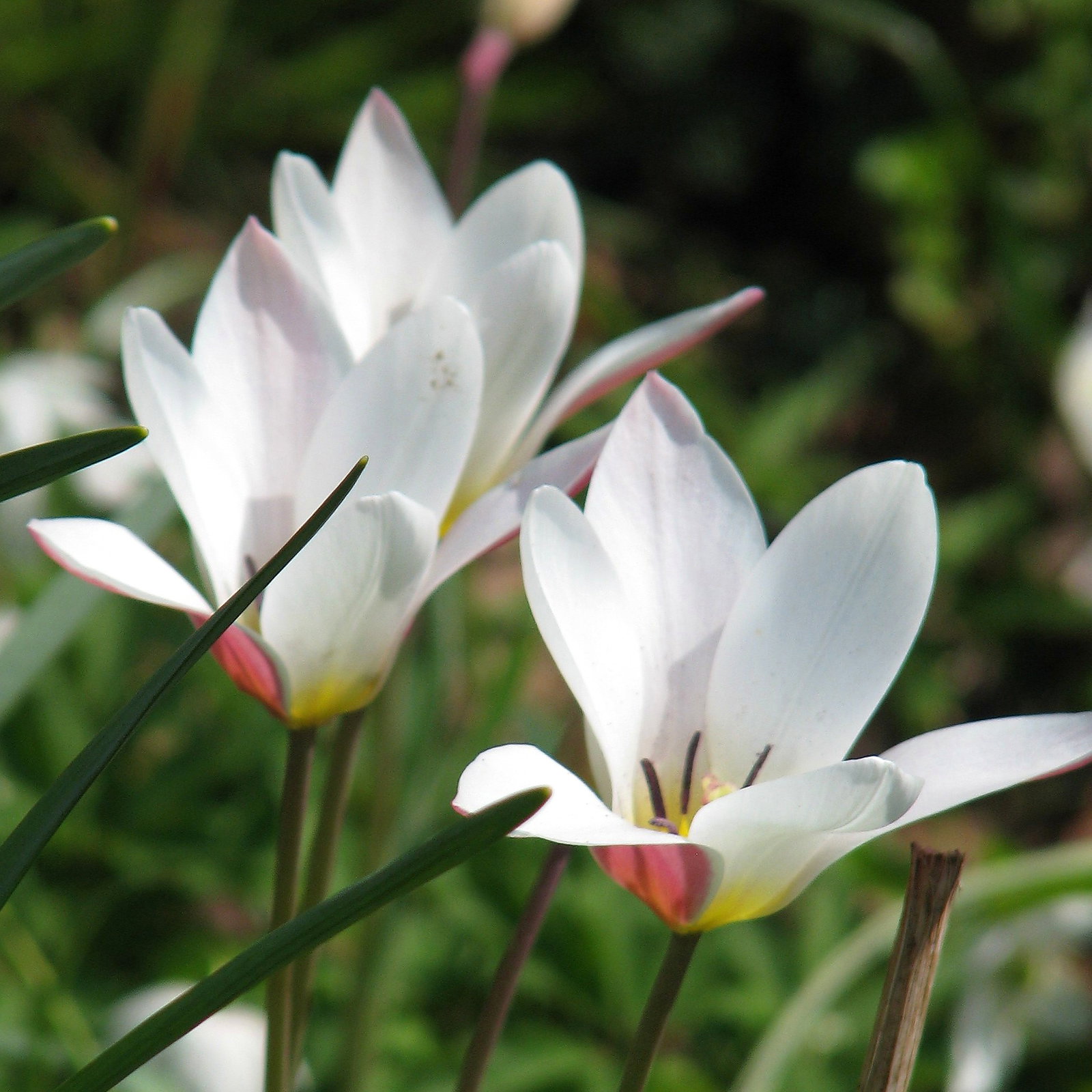 Tulipa 'Lady Jane'