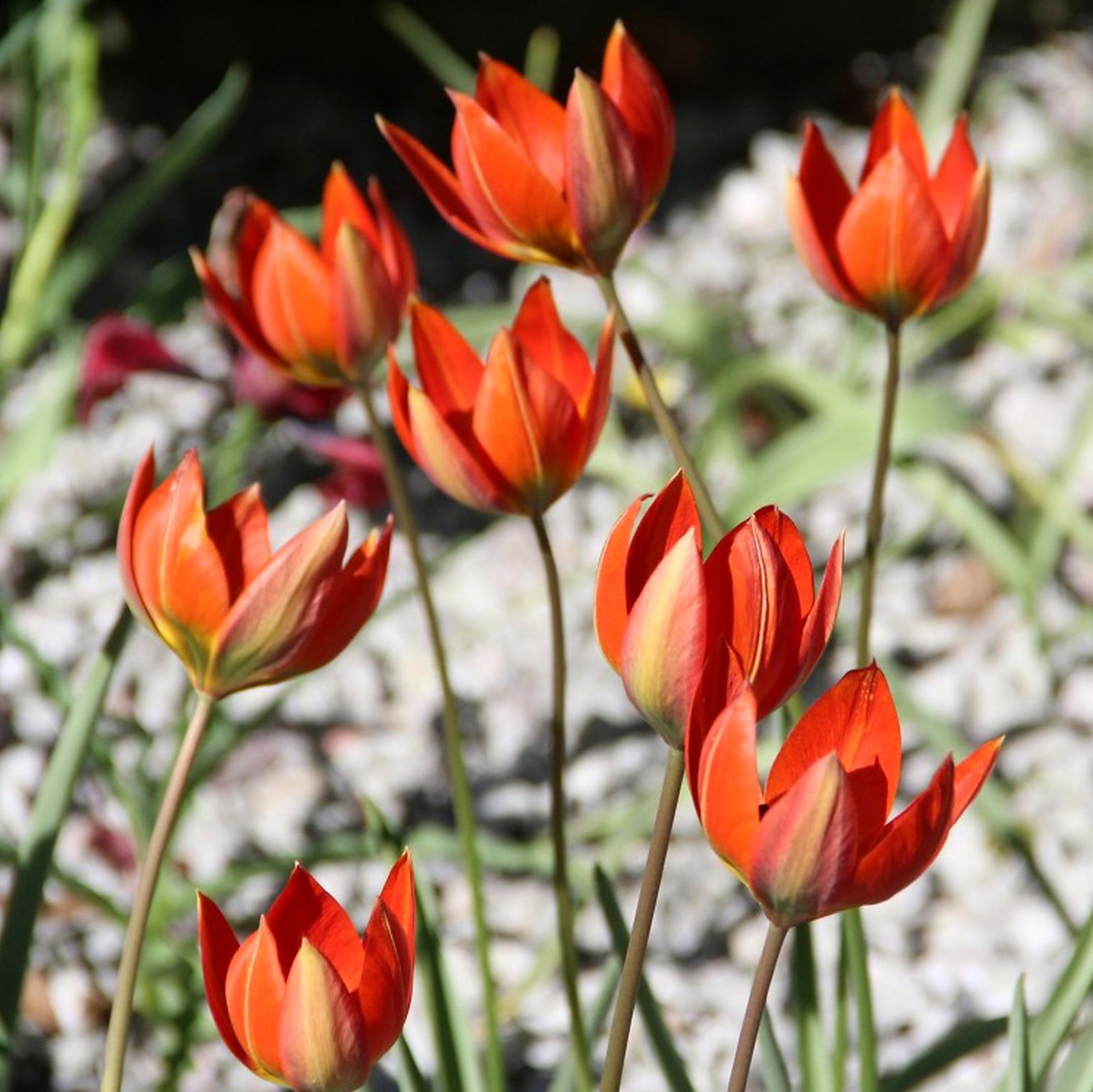 Tulipa Orphanidea Whittallii