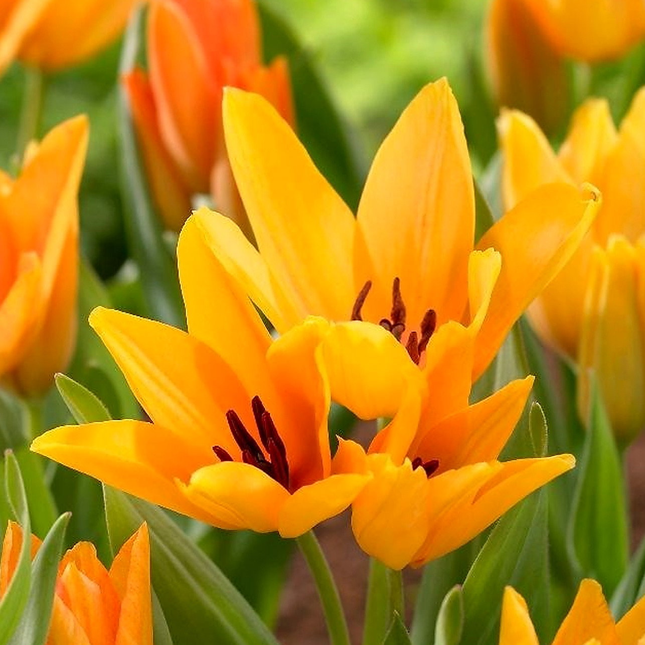 Tulipa Praestans Shogun