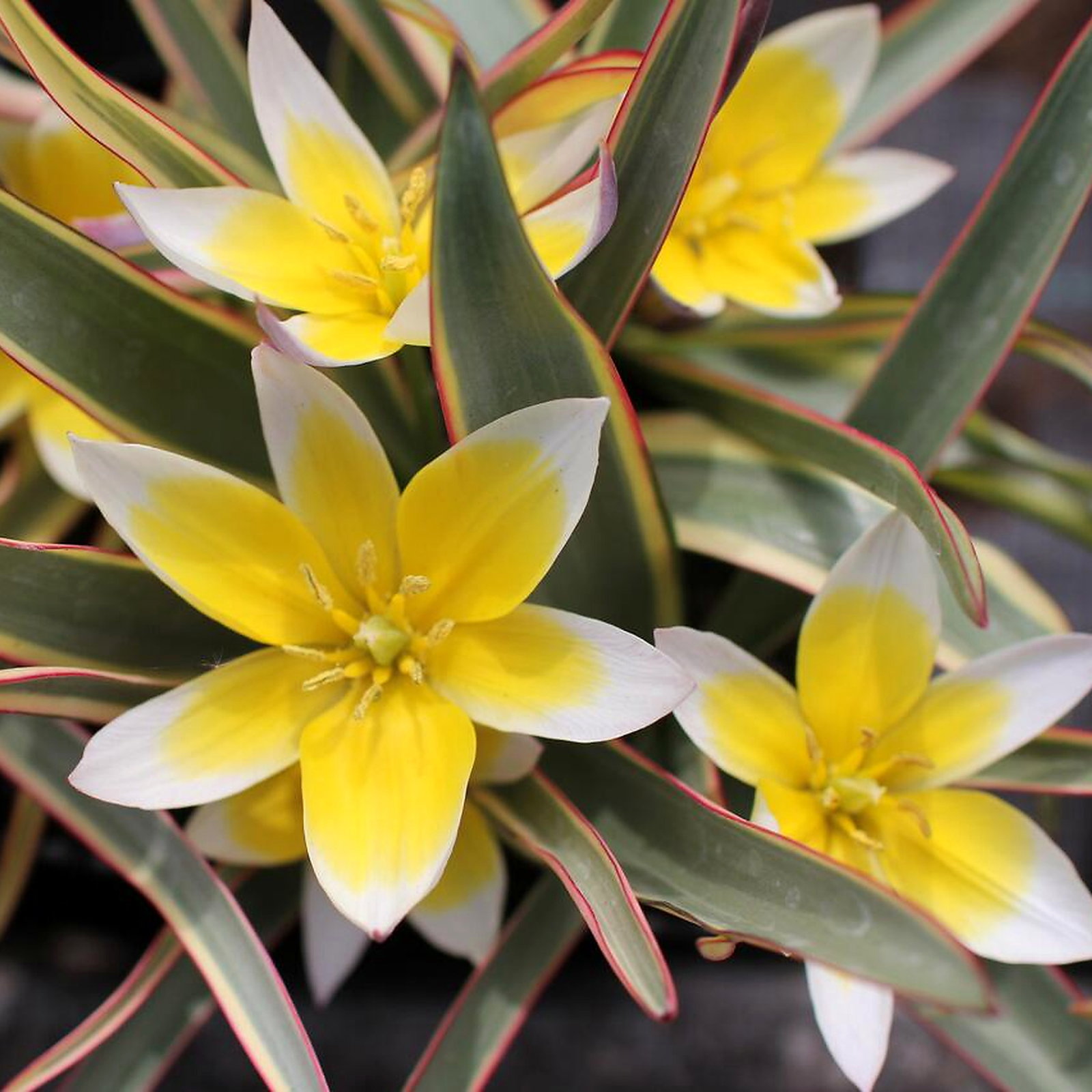Tulipa Tarda Interaction