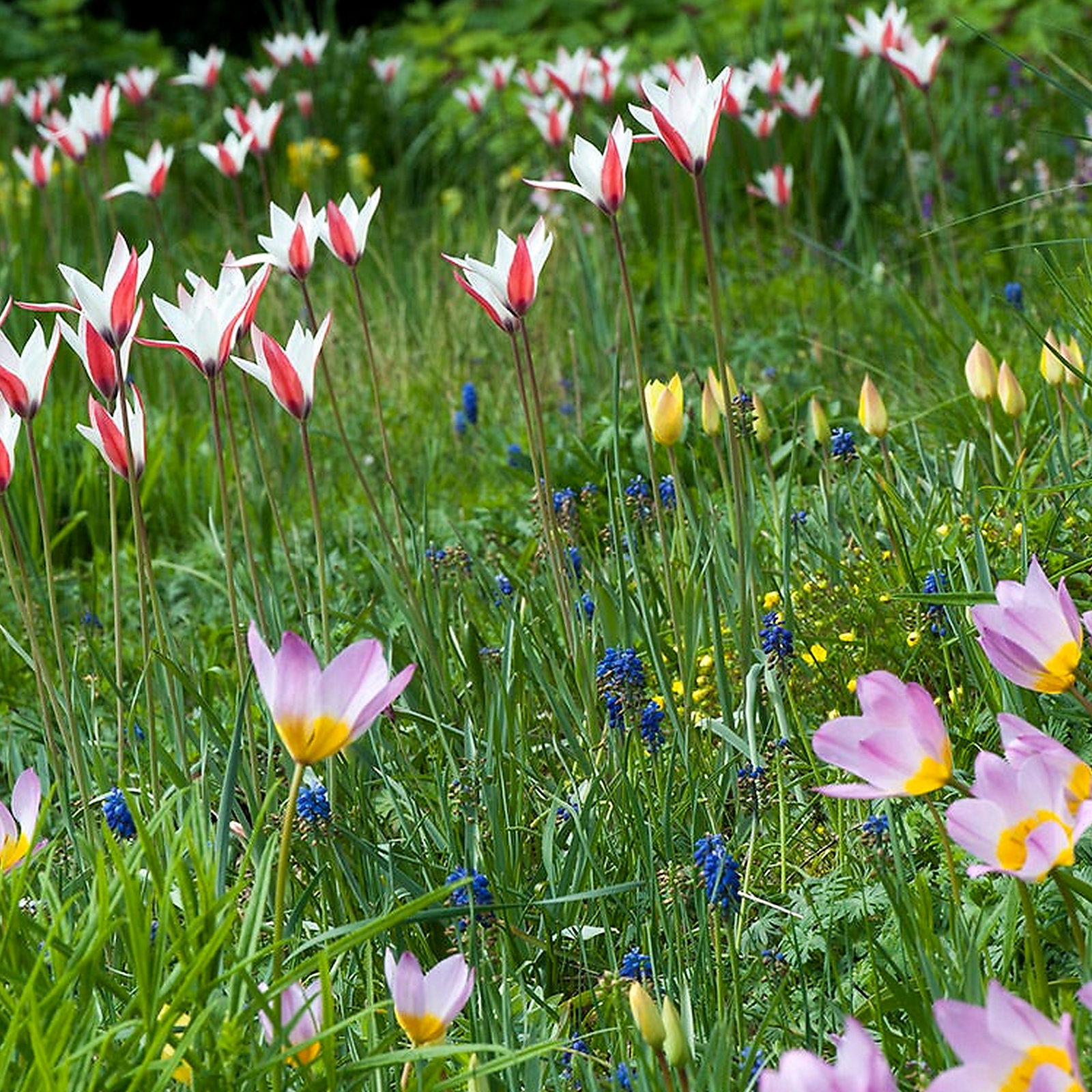 Tulipa Ultimate Cultivars And Species Mixture