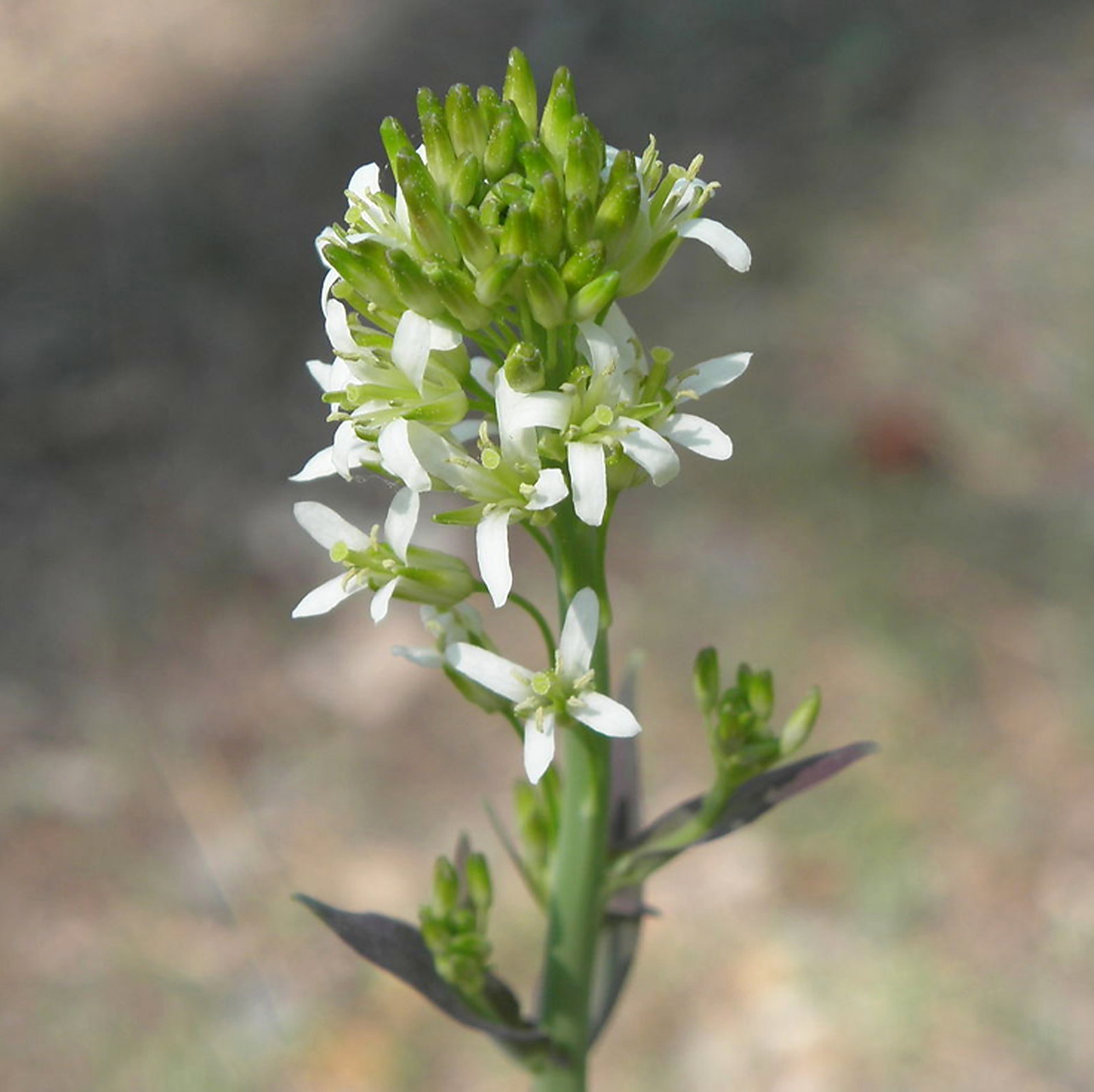 Turritis Glabra