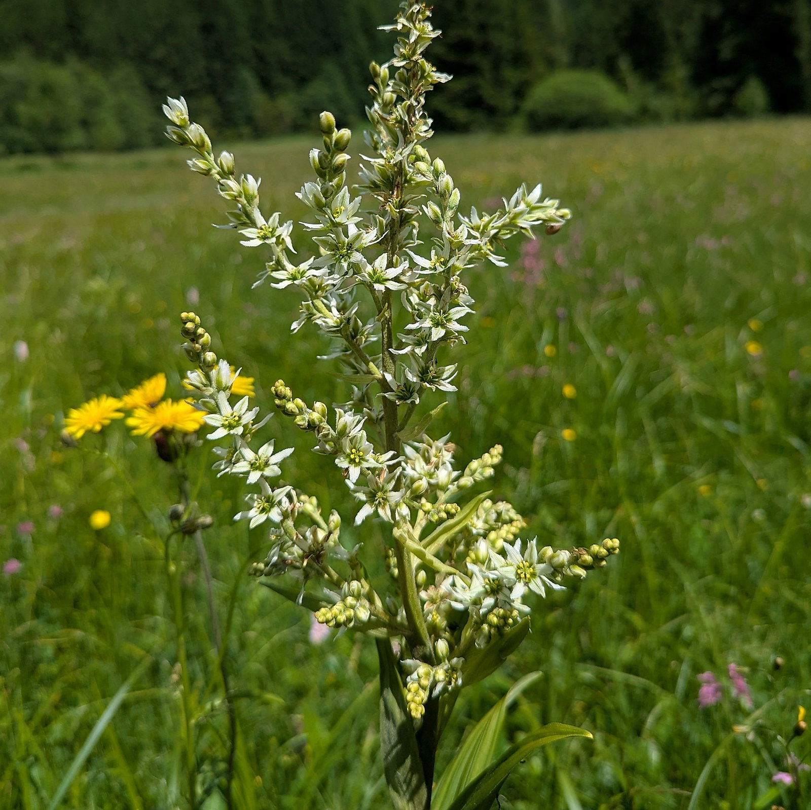 Veratrum Album Var Flavum