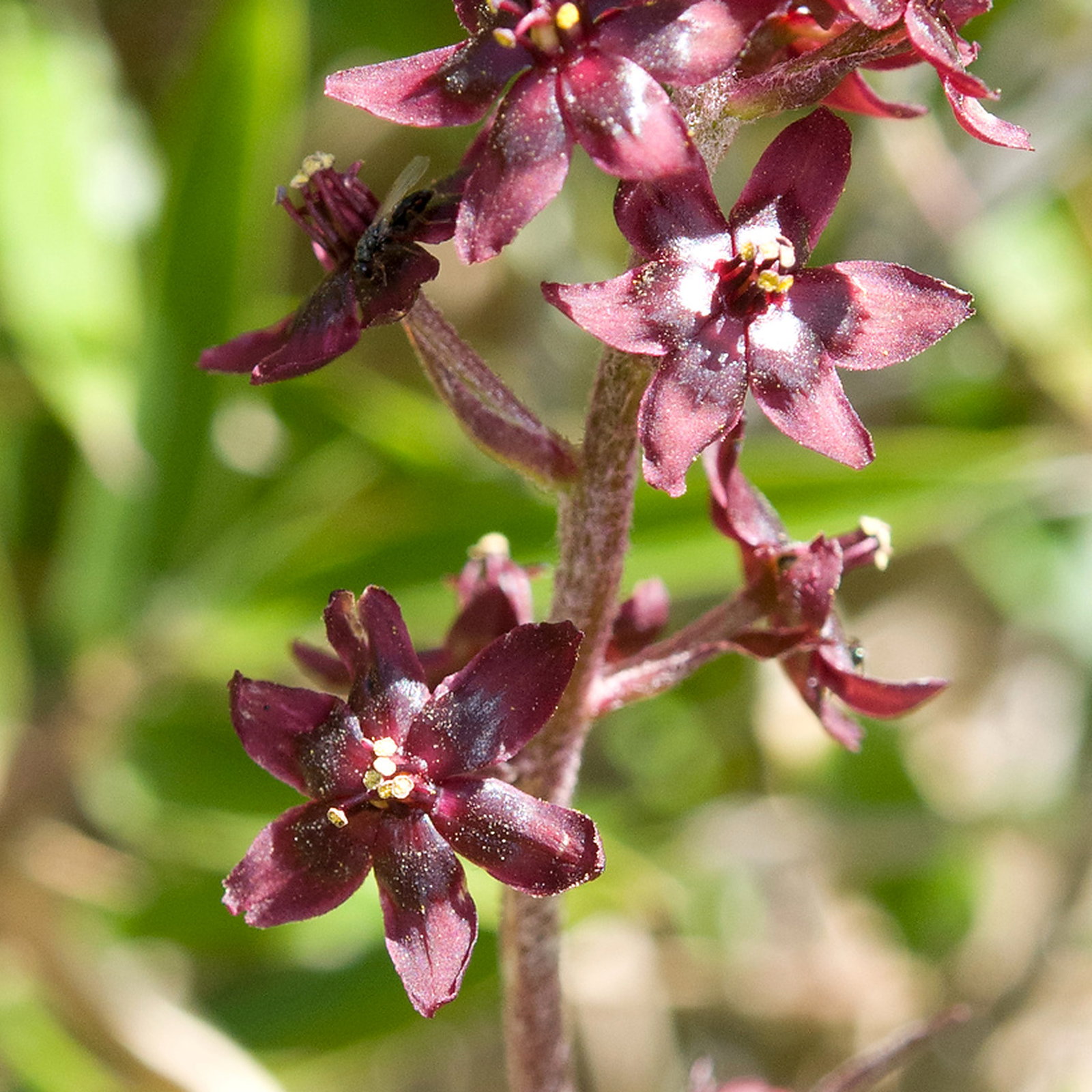 Veratrum Formosanum