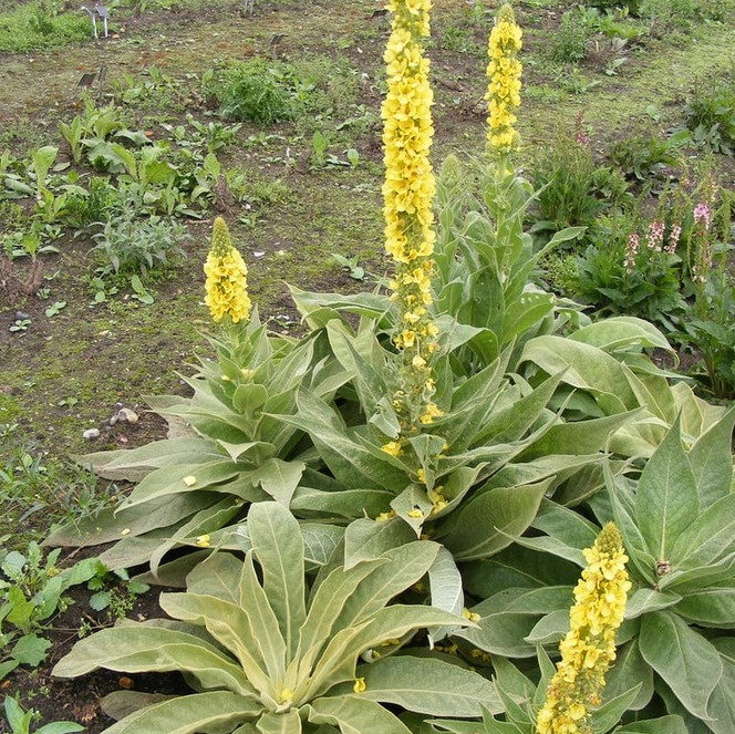 Verbascum Epixanthinum
