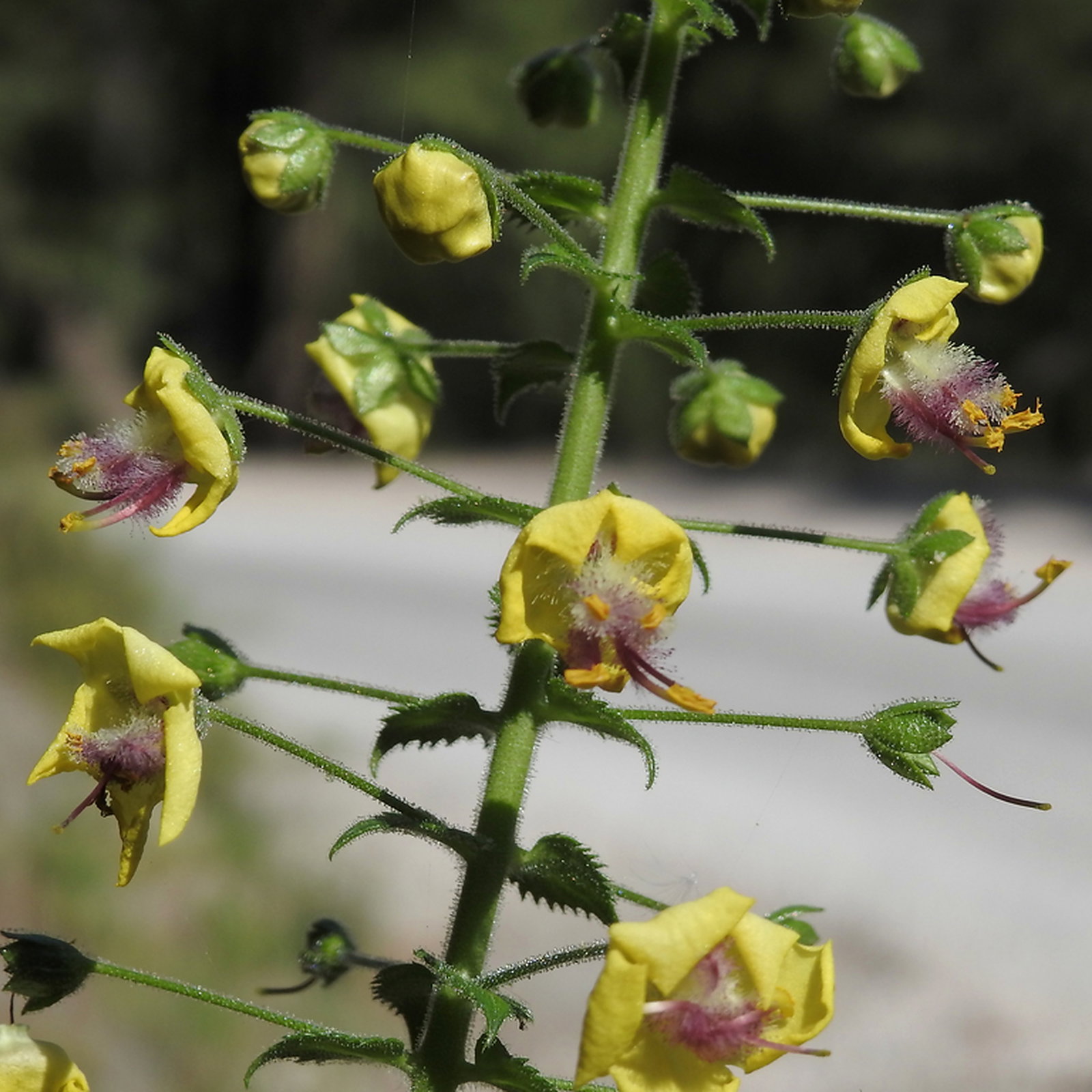 Verbascum Levanticum