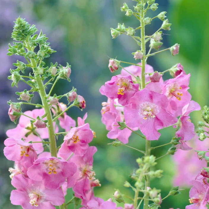 Verbascum Phoeniceum Rosetta