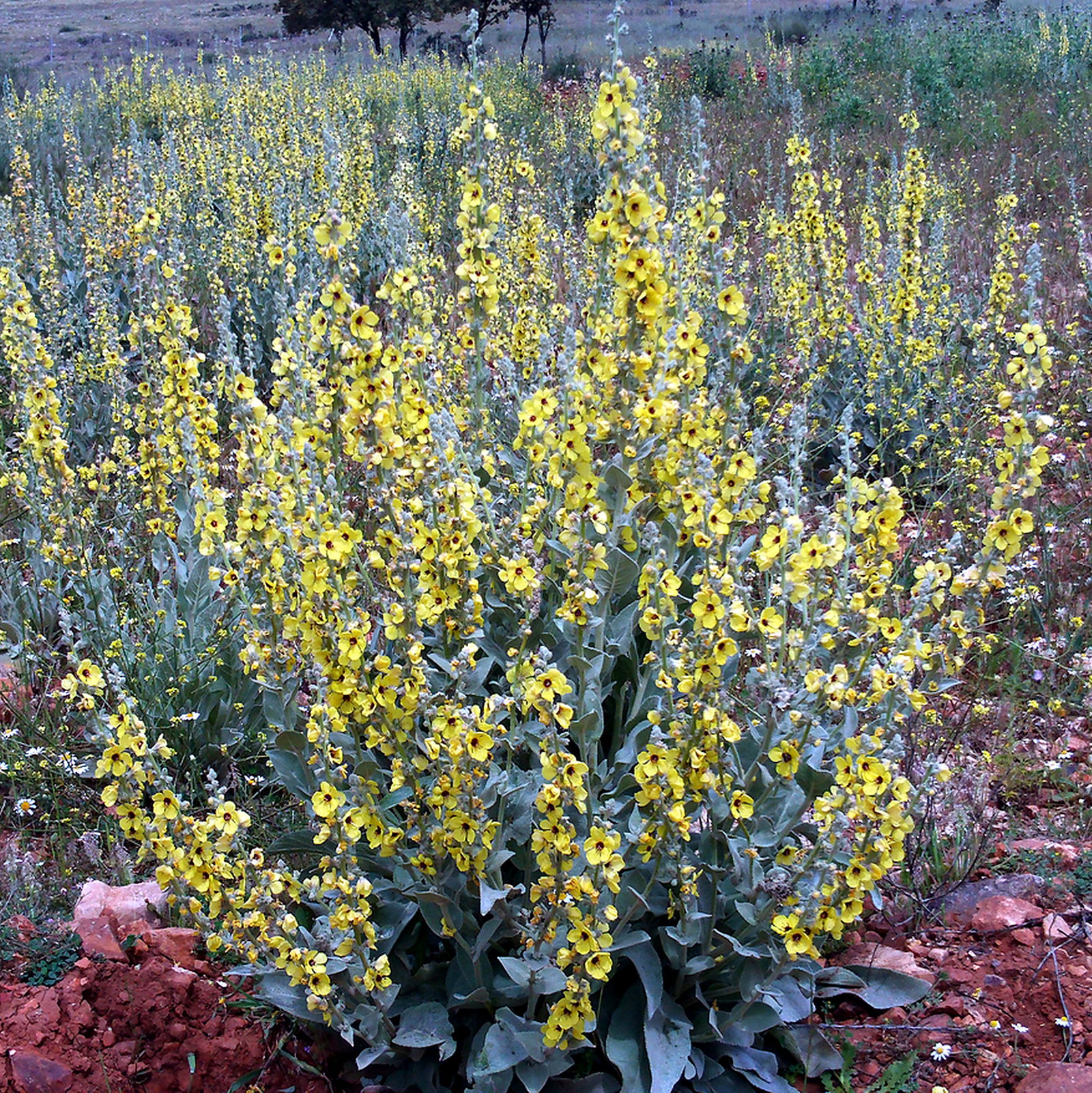 Verbascum Sinuatum