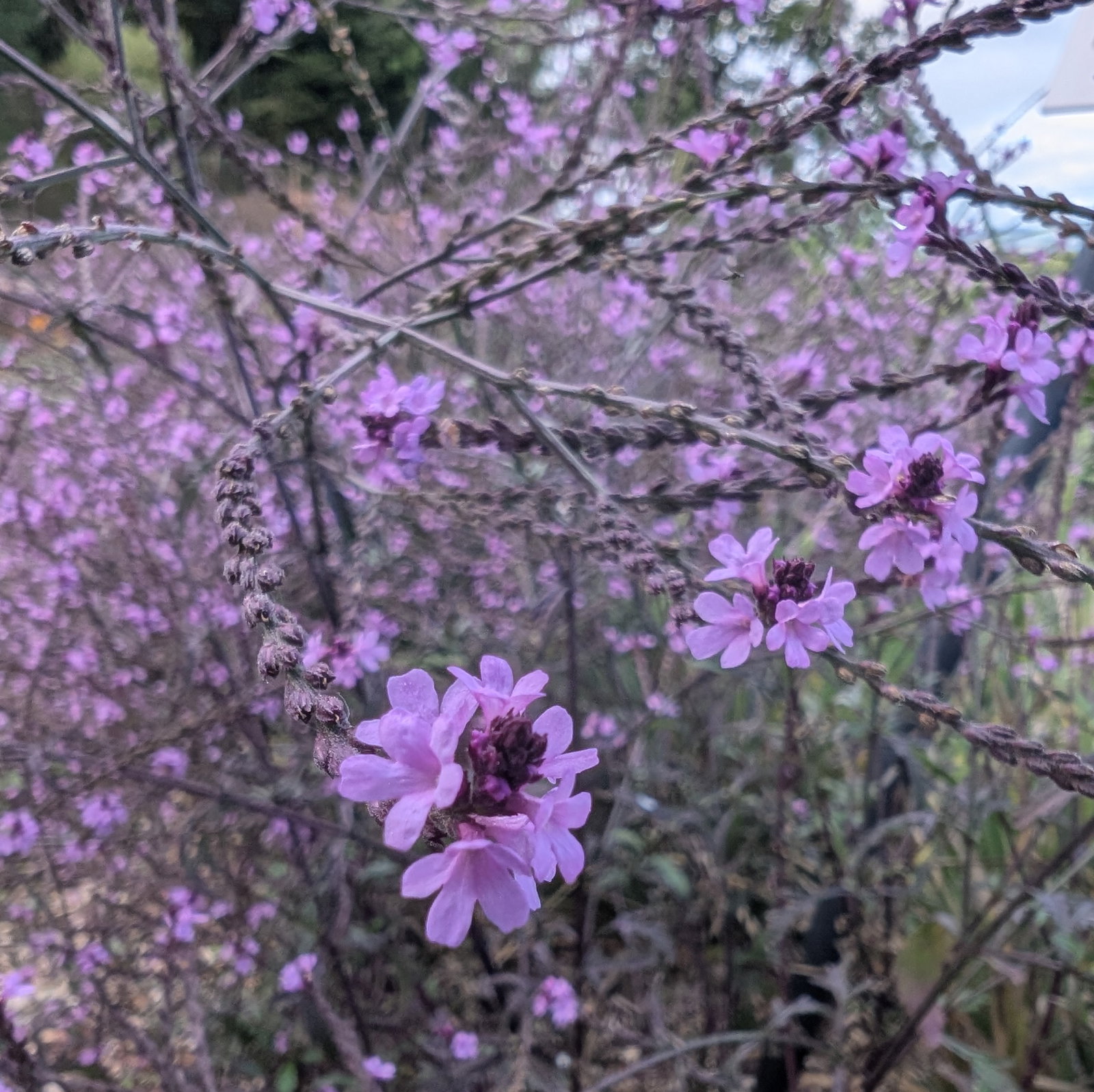 Verbena Officinalis Bampton