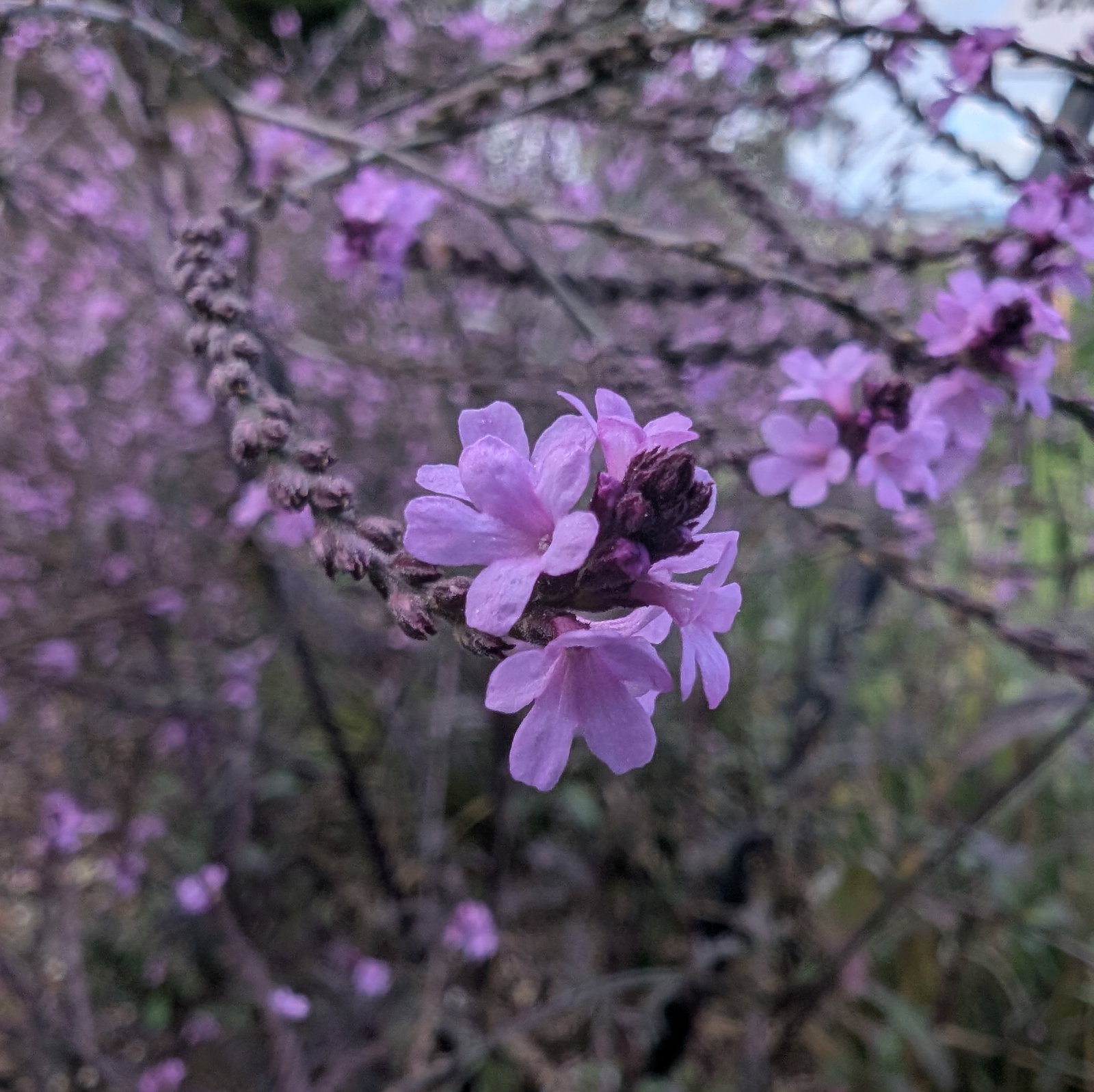 Verbena Officinalis Bampton