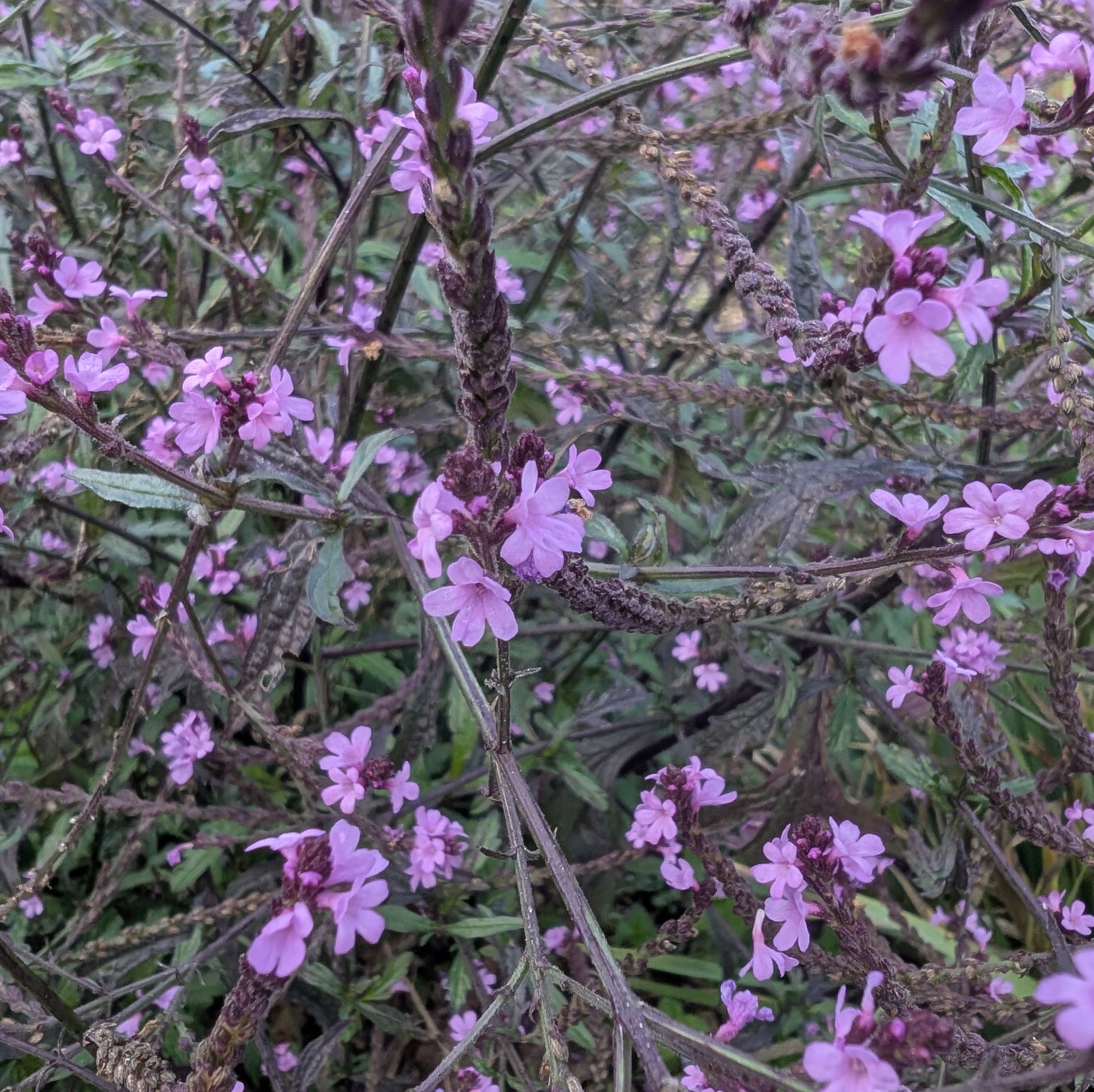 Verbena Officinalis Bampton