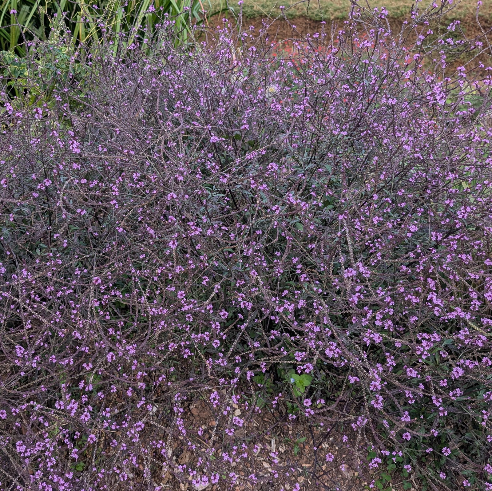 Verbena Officinalis Bampton