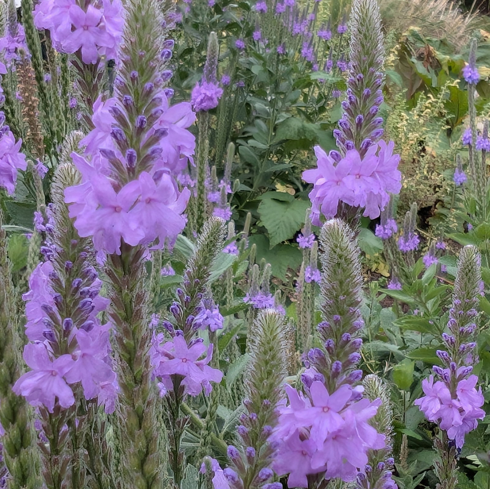 Verbena Stricta