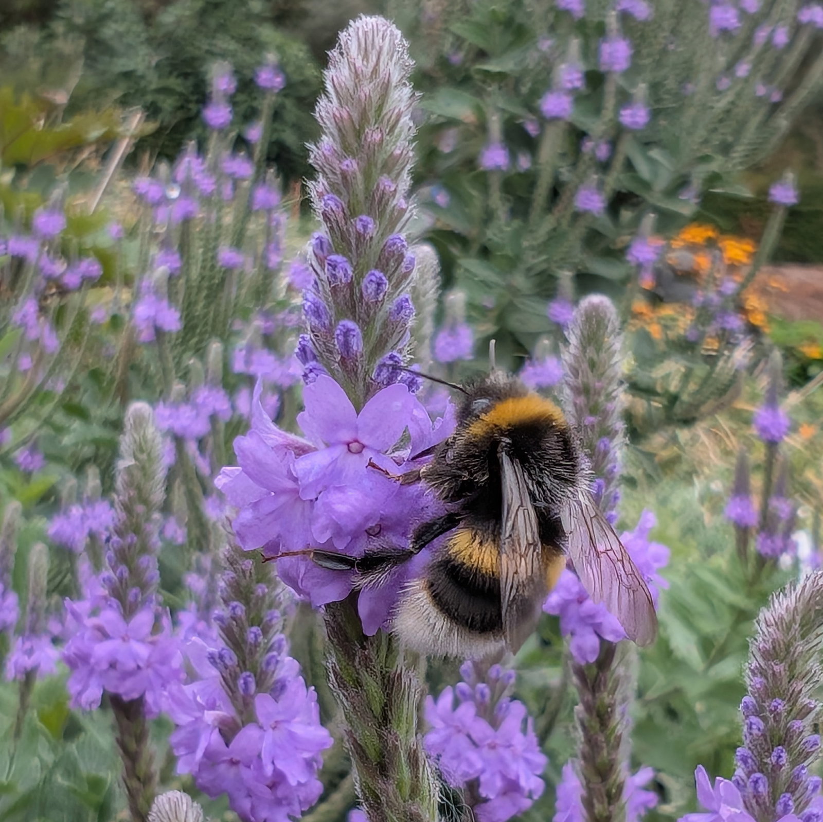 Verbena Stricta