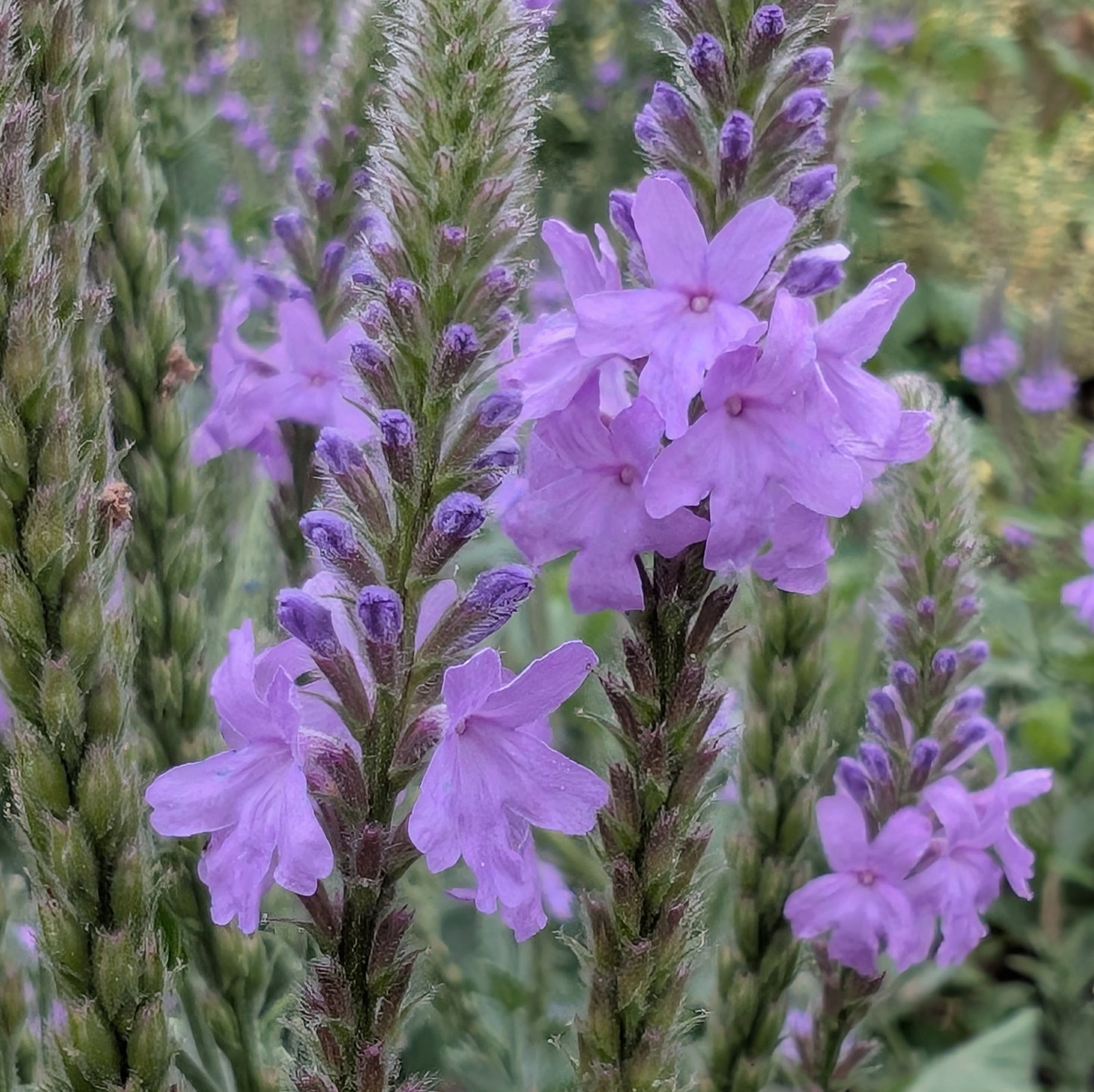 Verbena Stricta