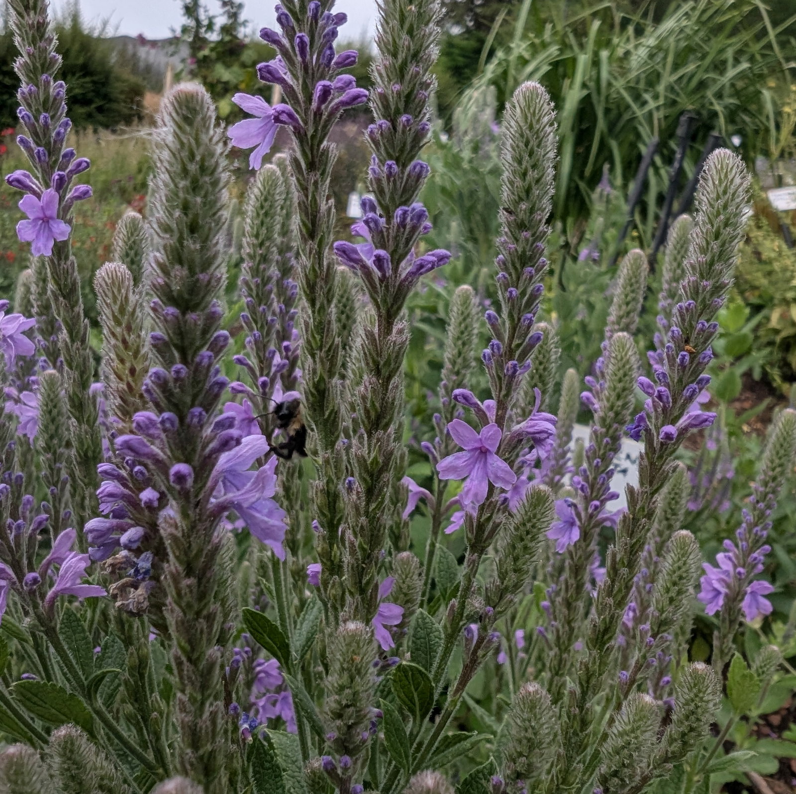 Verbena Stricta