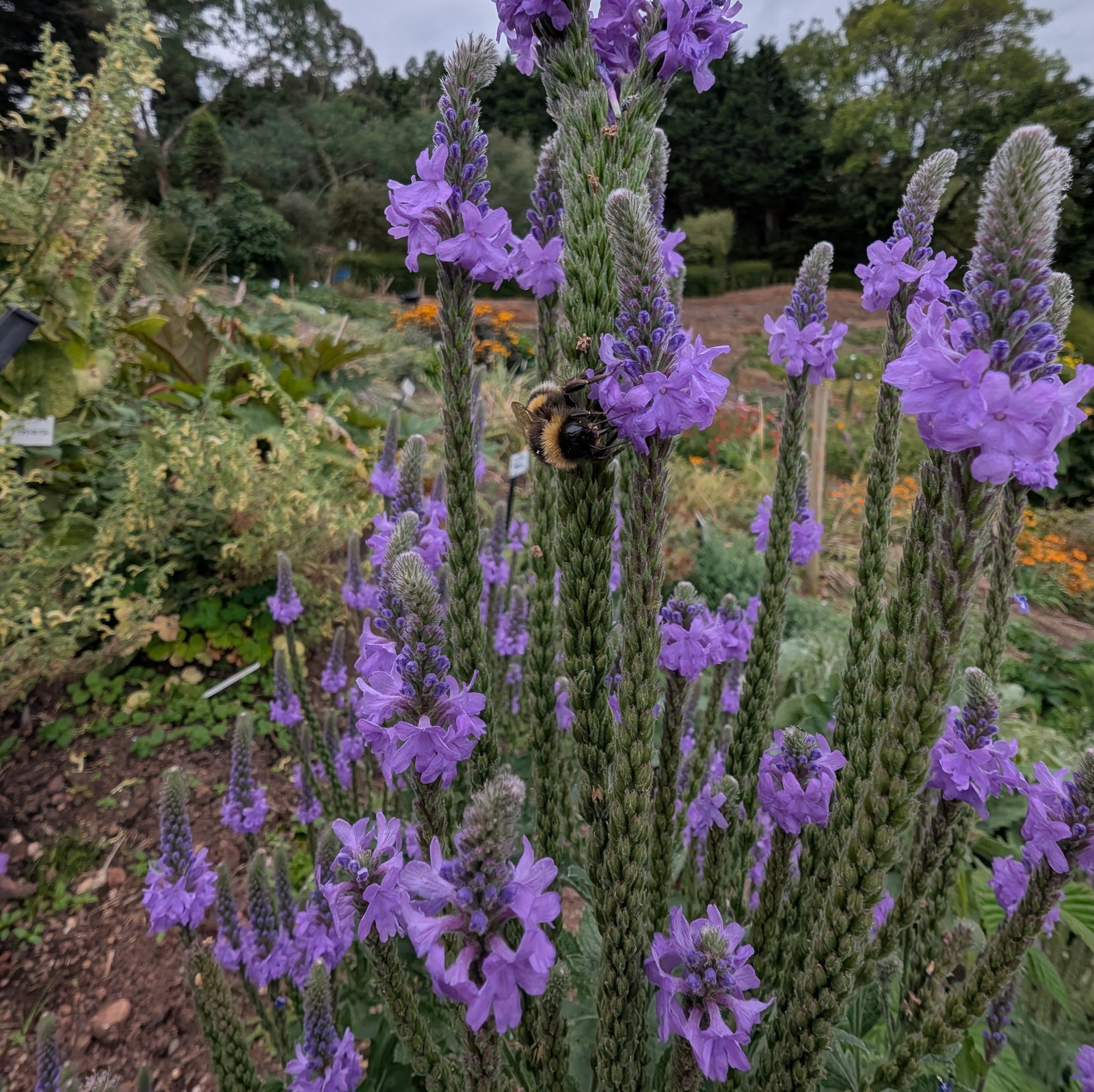 Verbena Stricta