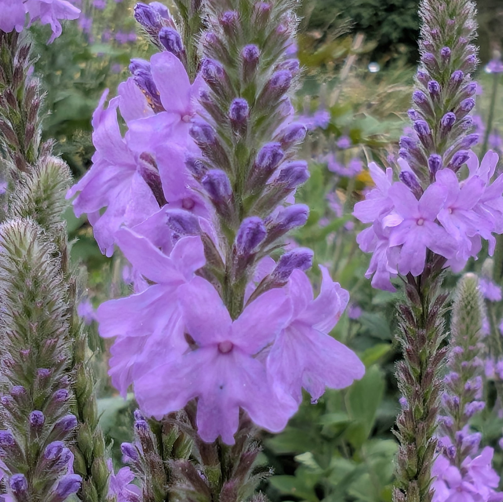 Verbena Stricta