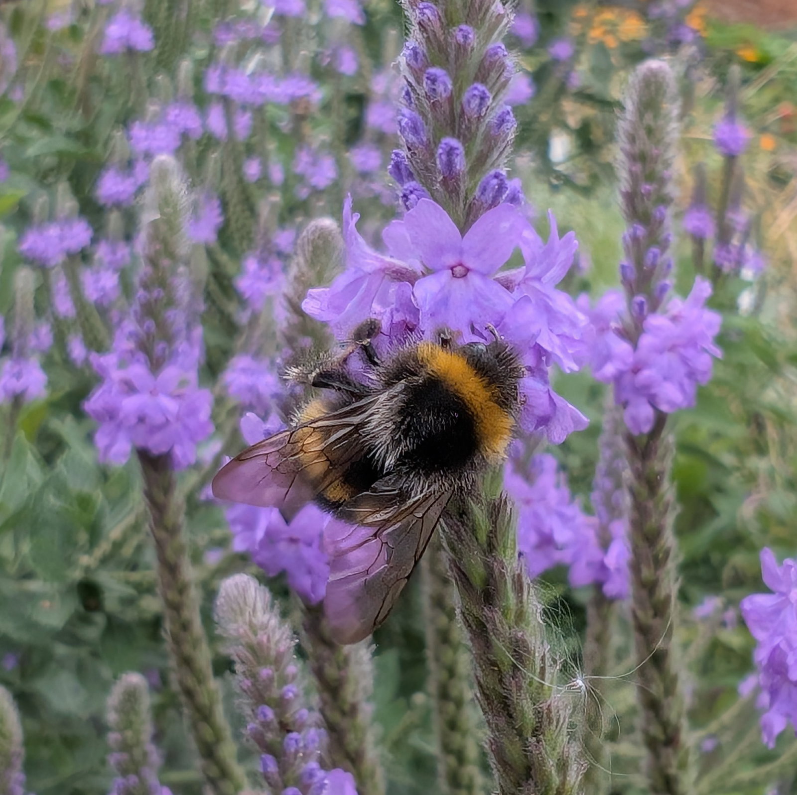 Verbena Stricta