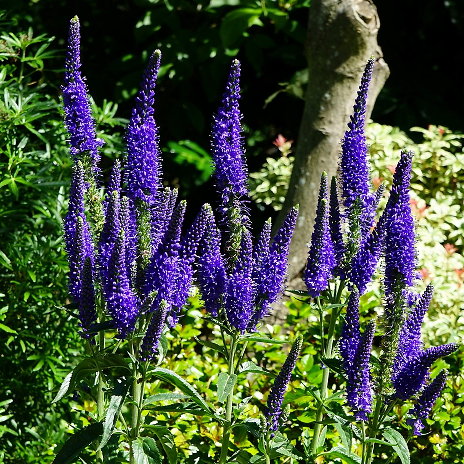 Veronica Longifolia Marietta