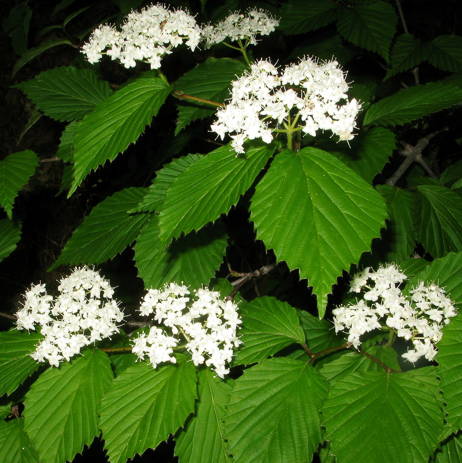 Viburnum Wrightii