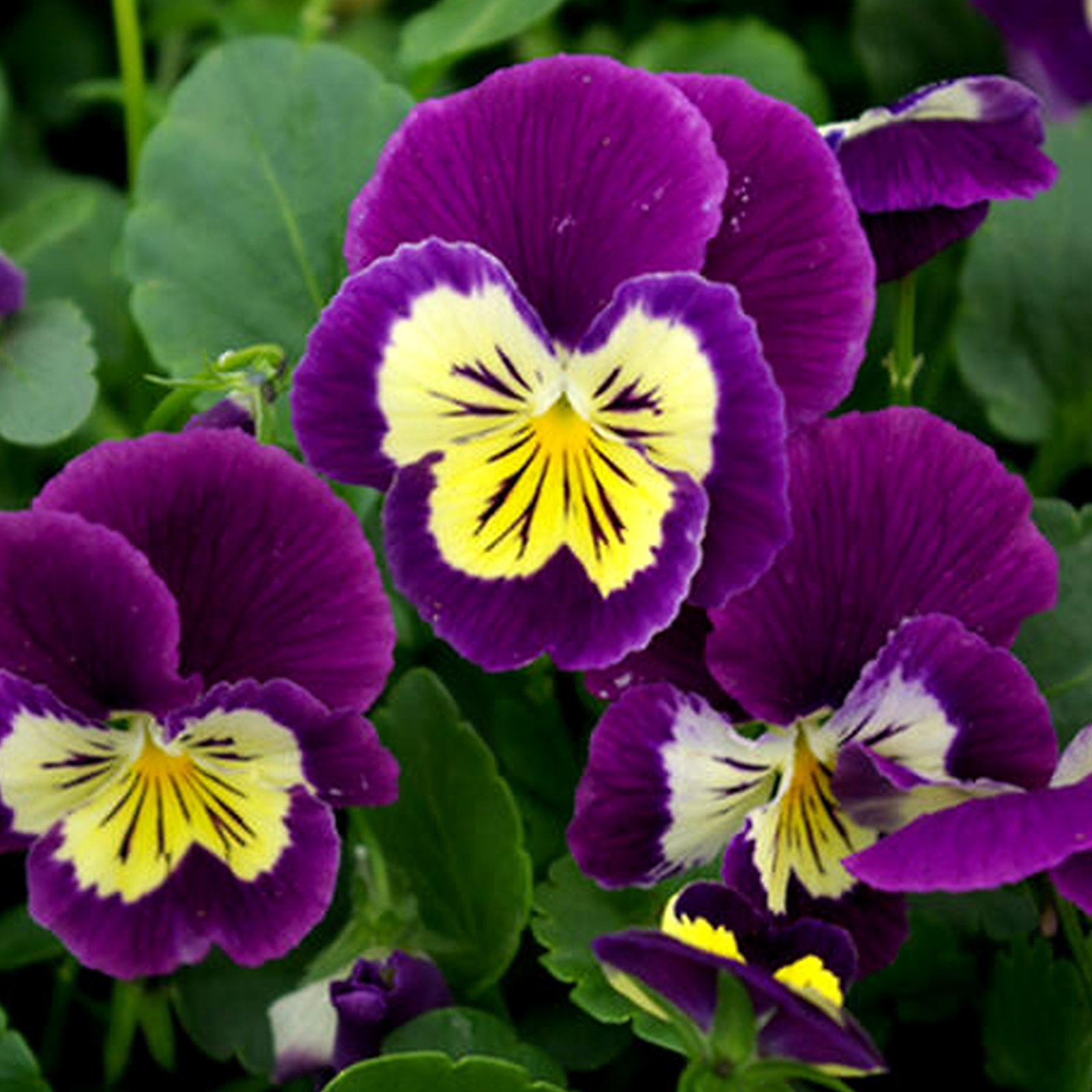 Viola 'Patiola Violet'