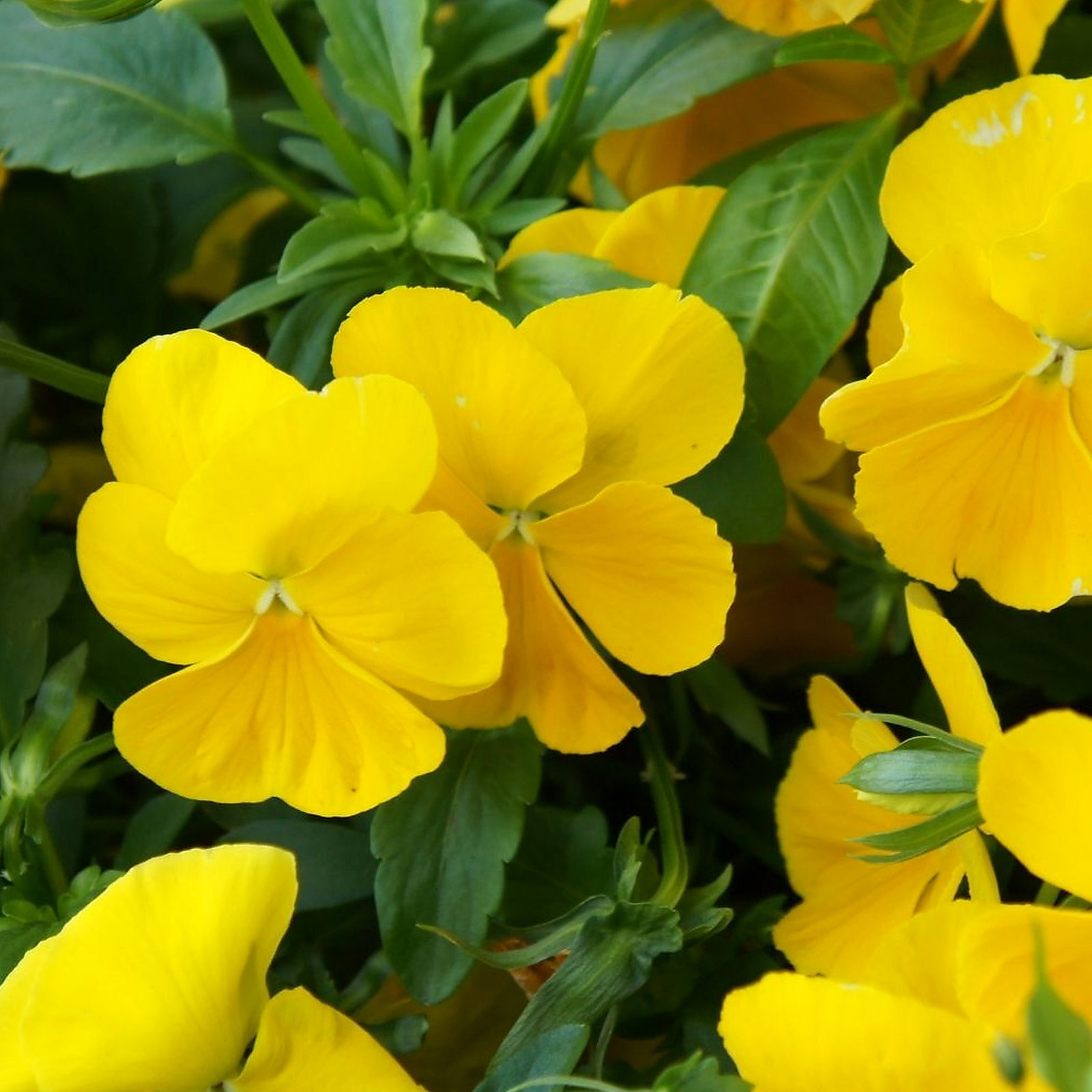 Viola 'Prince John'