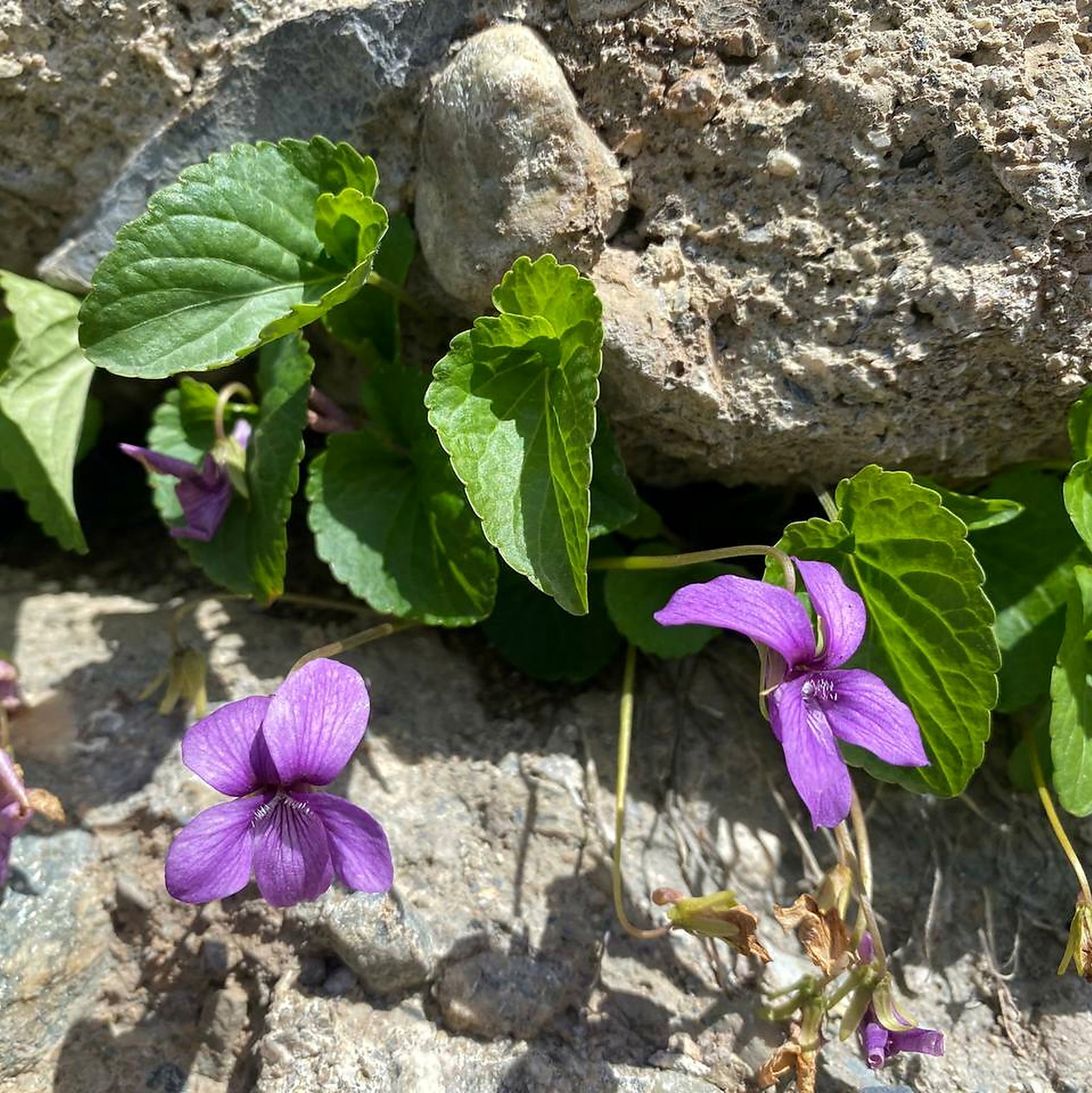Viola Somchetica