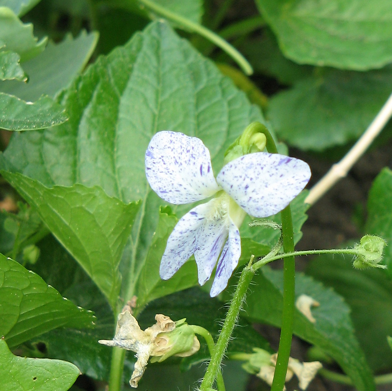 Viola Sororia 'Freckles'