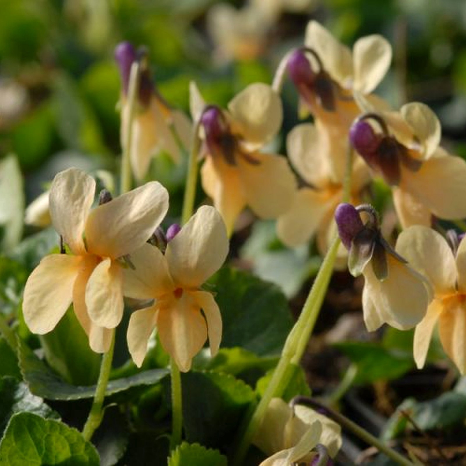 Viola Sulfurea