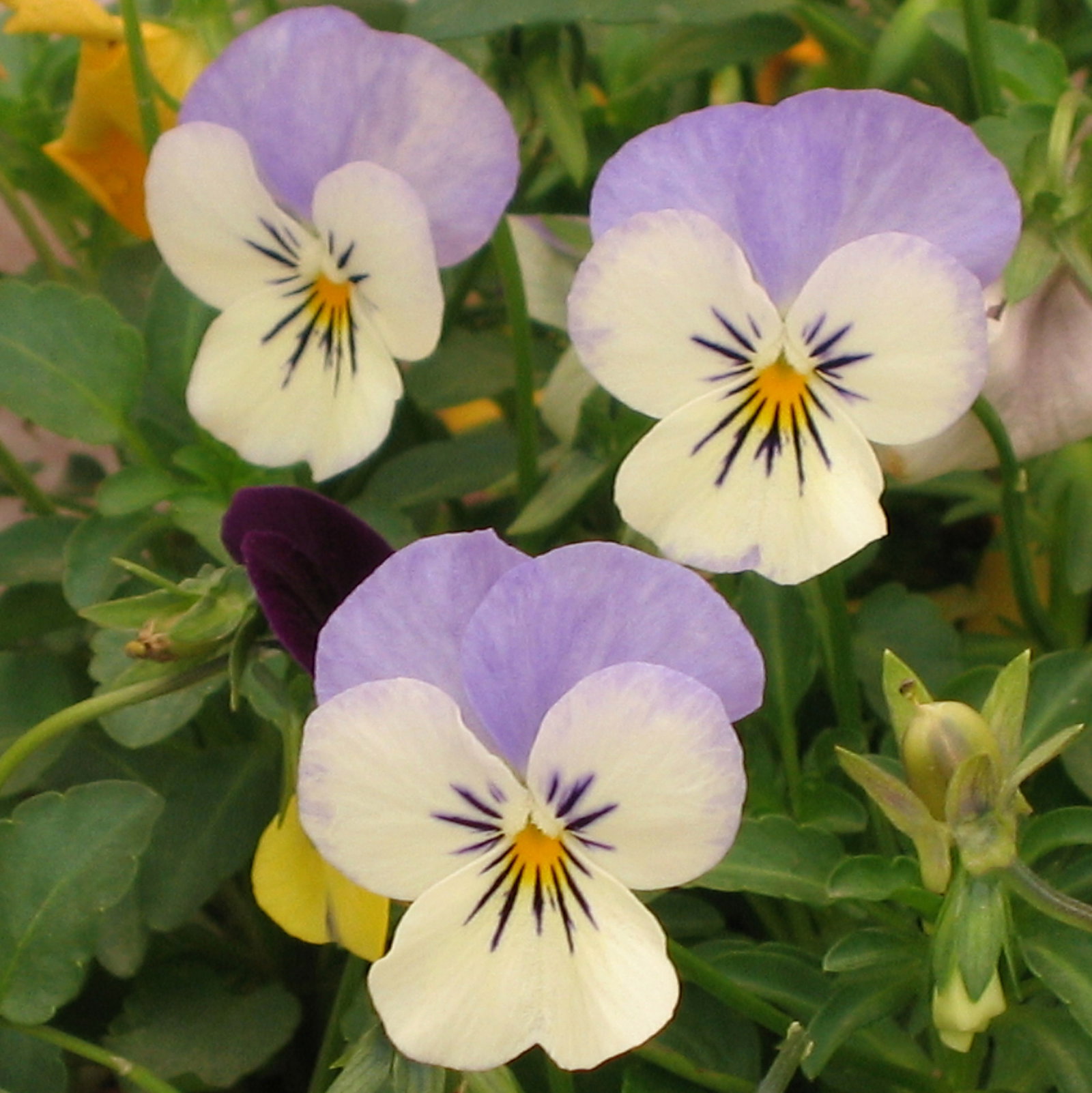 Viola Tricolor 'Mount Helen'
