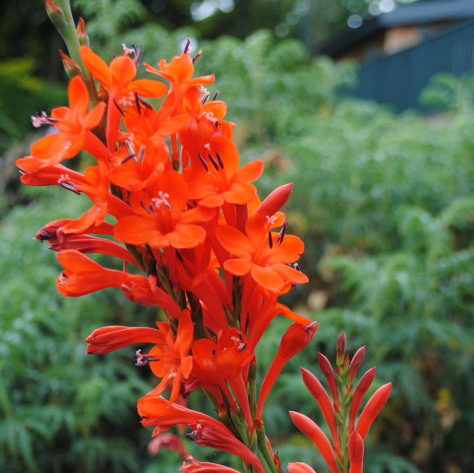 Watsonia Marlothii