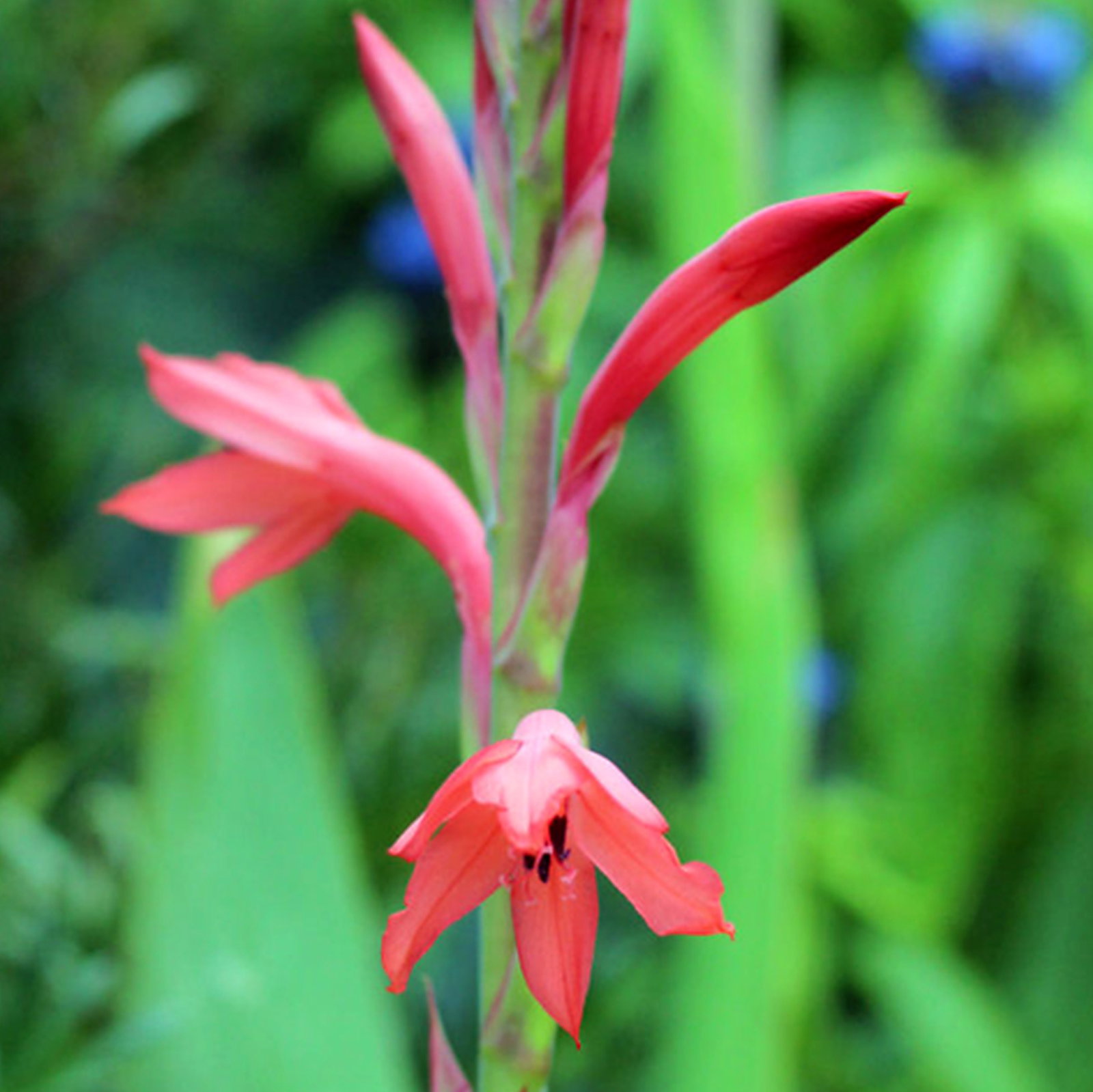 Watsonia Vanderspuyae