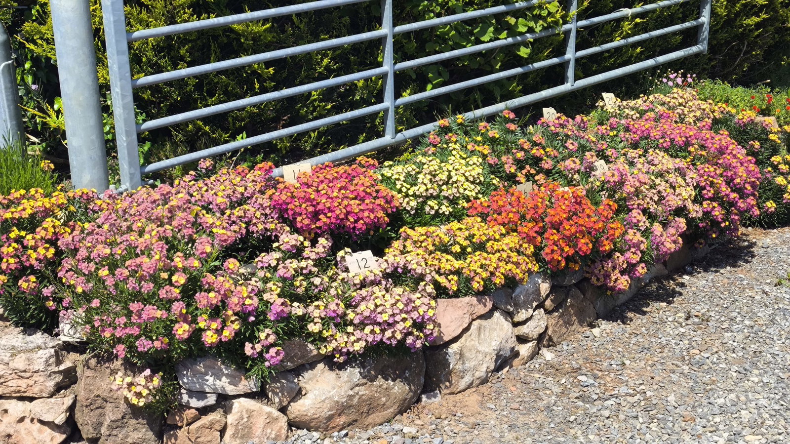 ERYSIMUM ROCKERY (3)