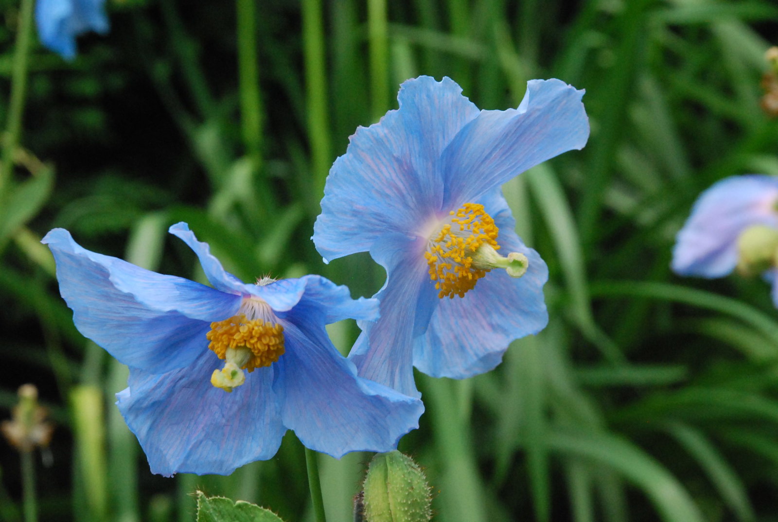 MECONOPSIS BALEYI 10