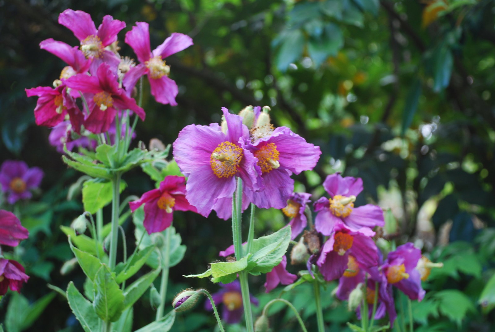 MECONOPSIS HENSOL VIOLET MORE