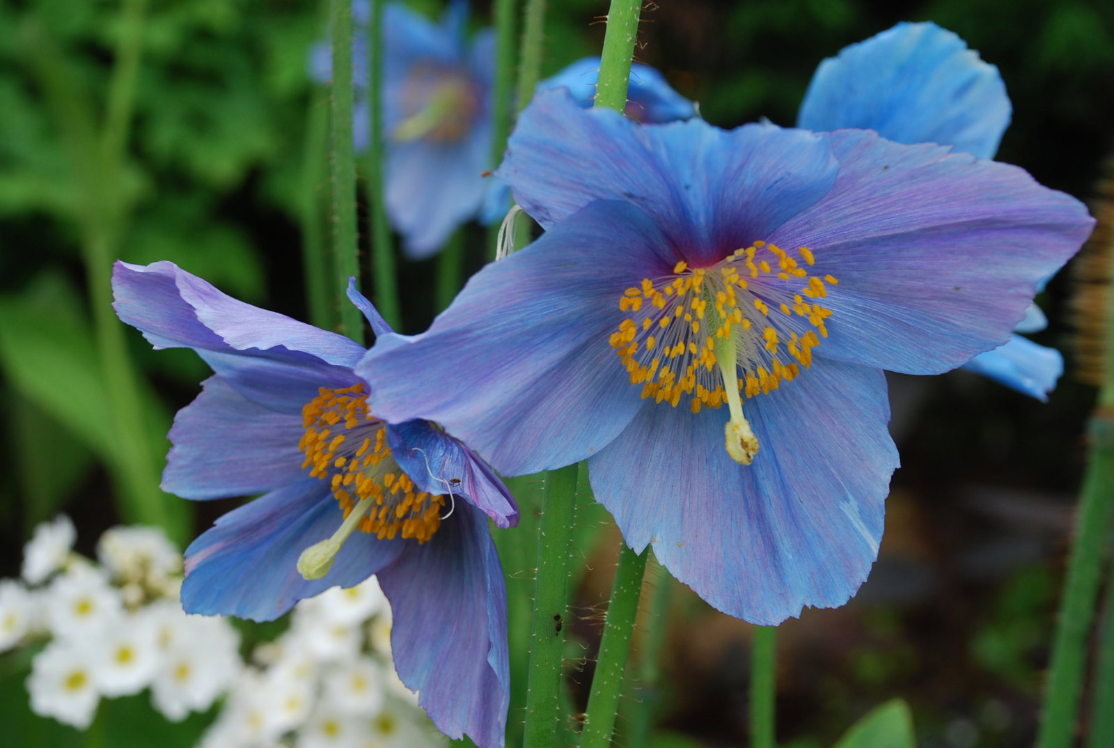 MECONOPSIS LINGHOLM 7